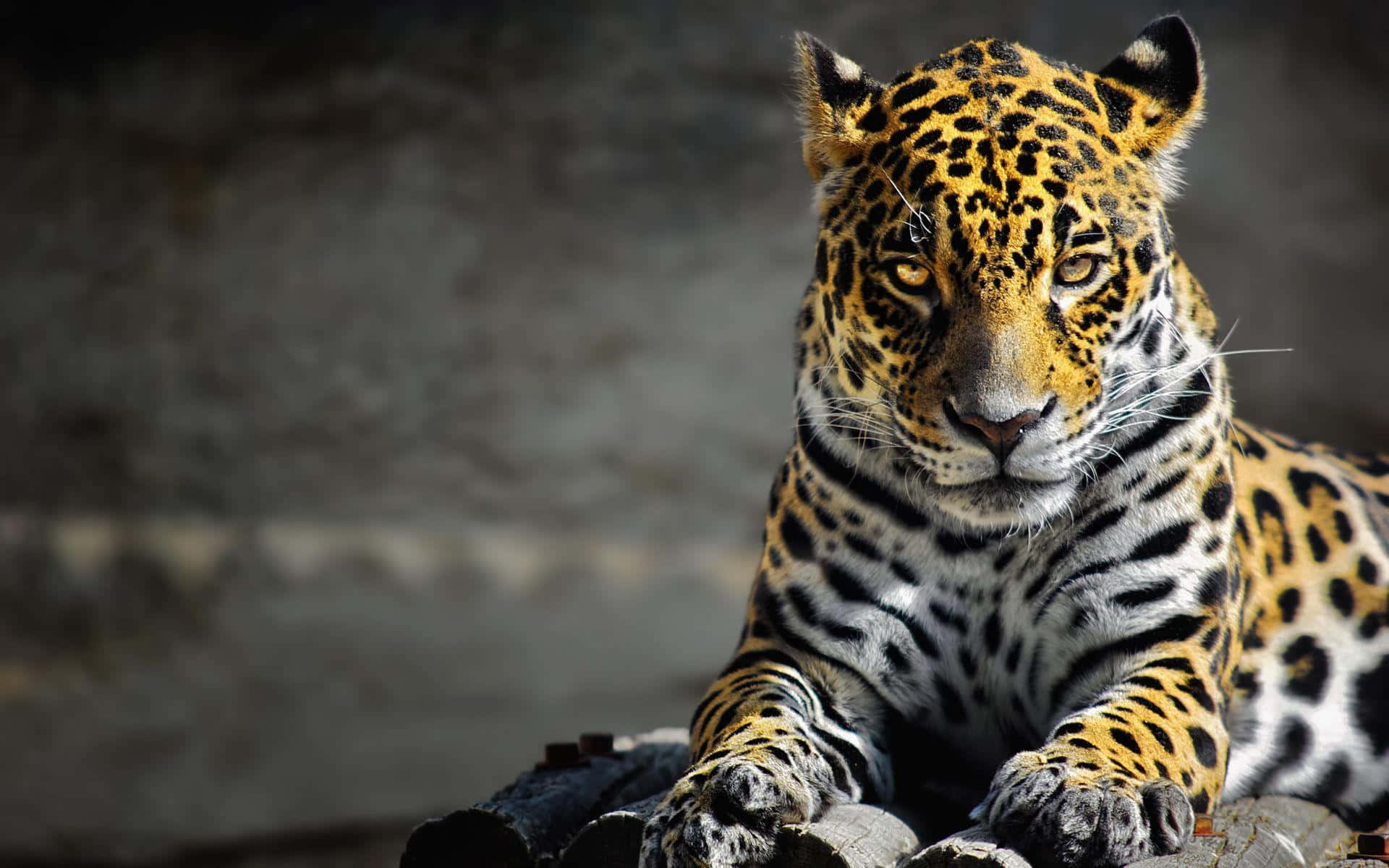 Jaguar 桌布 壁紙 — 一隻雄偉的美洲豹，金色皮毛上有黑色玫瑰斑紋，警覺地棲息在風化的木頭上，背景是模糊的灰色。