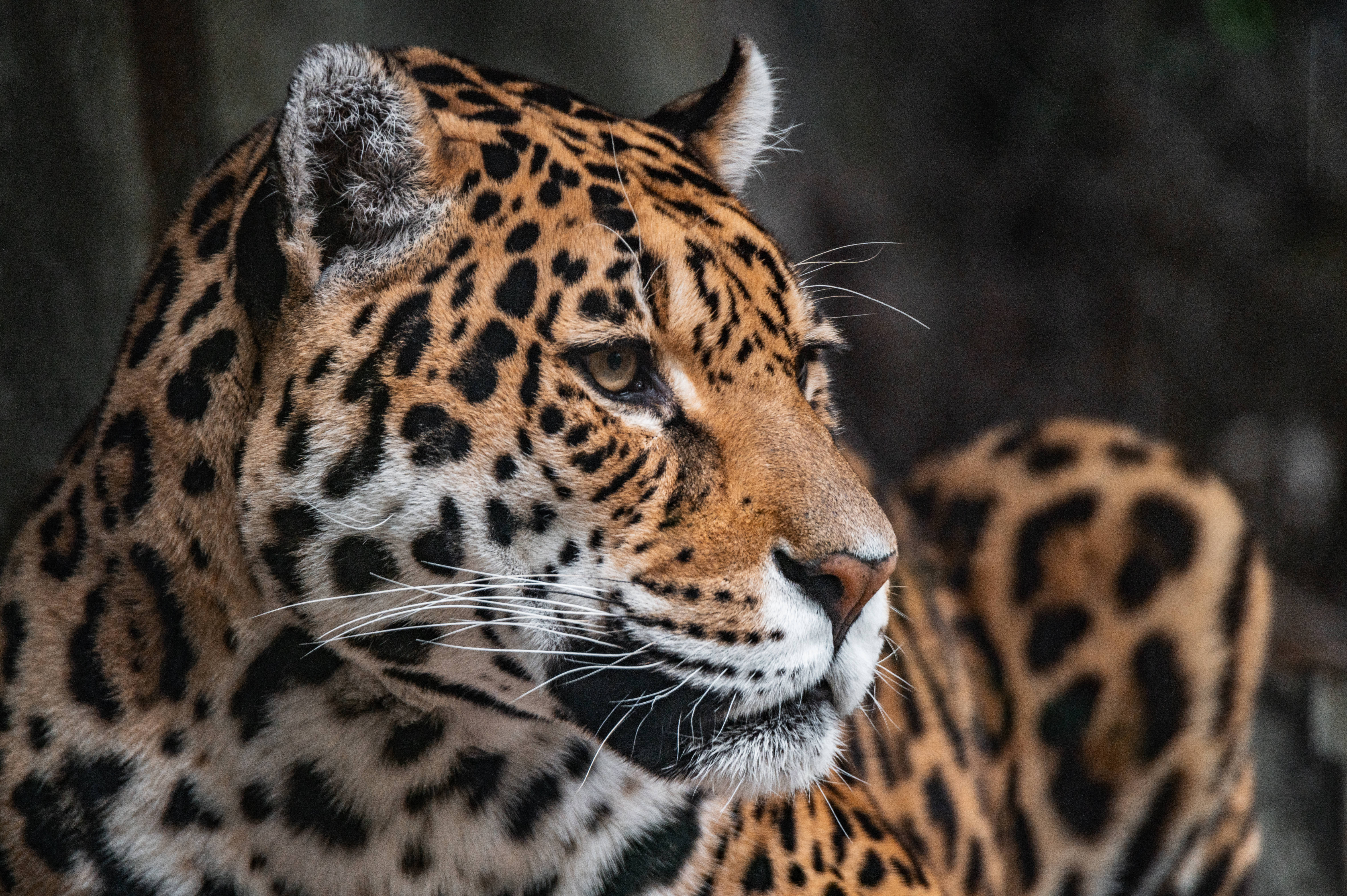 Jaguar 桌布 壁紙 — 一隻雄偉的美洲豹，金色皮毛和黑色玫瑰花結，在模糊的自然背景下凝視的特寫。