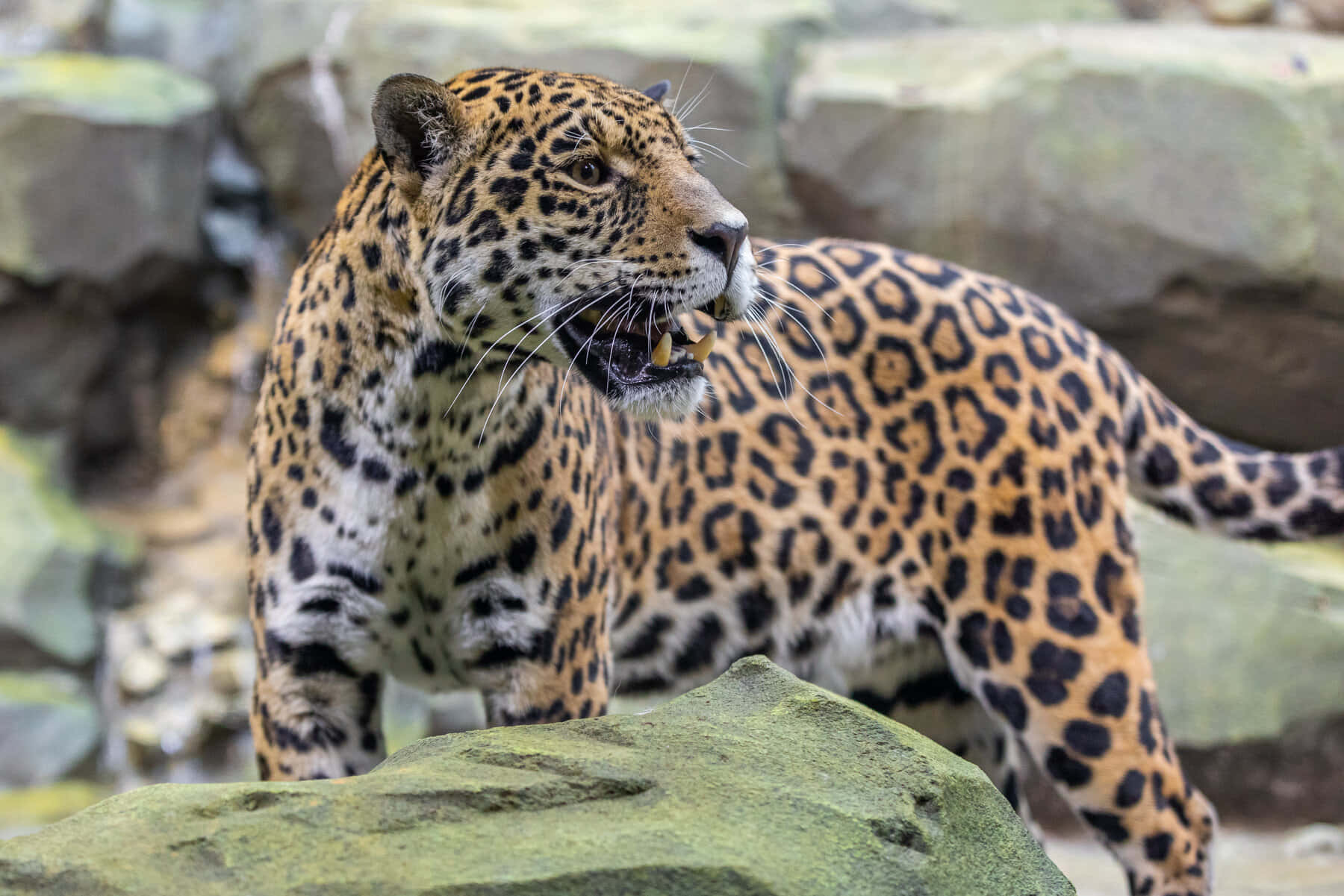 Jaguar 桌布 壁紙 — 一隻雄偉的美洲豹，金色皮毛帶有黑色玫瑰斑紋，警覺地站在長滿苔蘚的岩石上，嘴巴微張露出鋒利的牙齒。