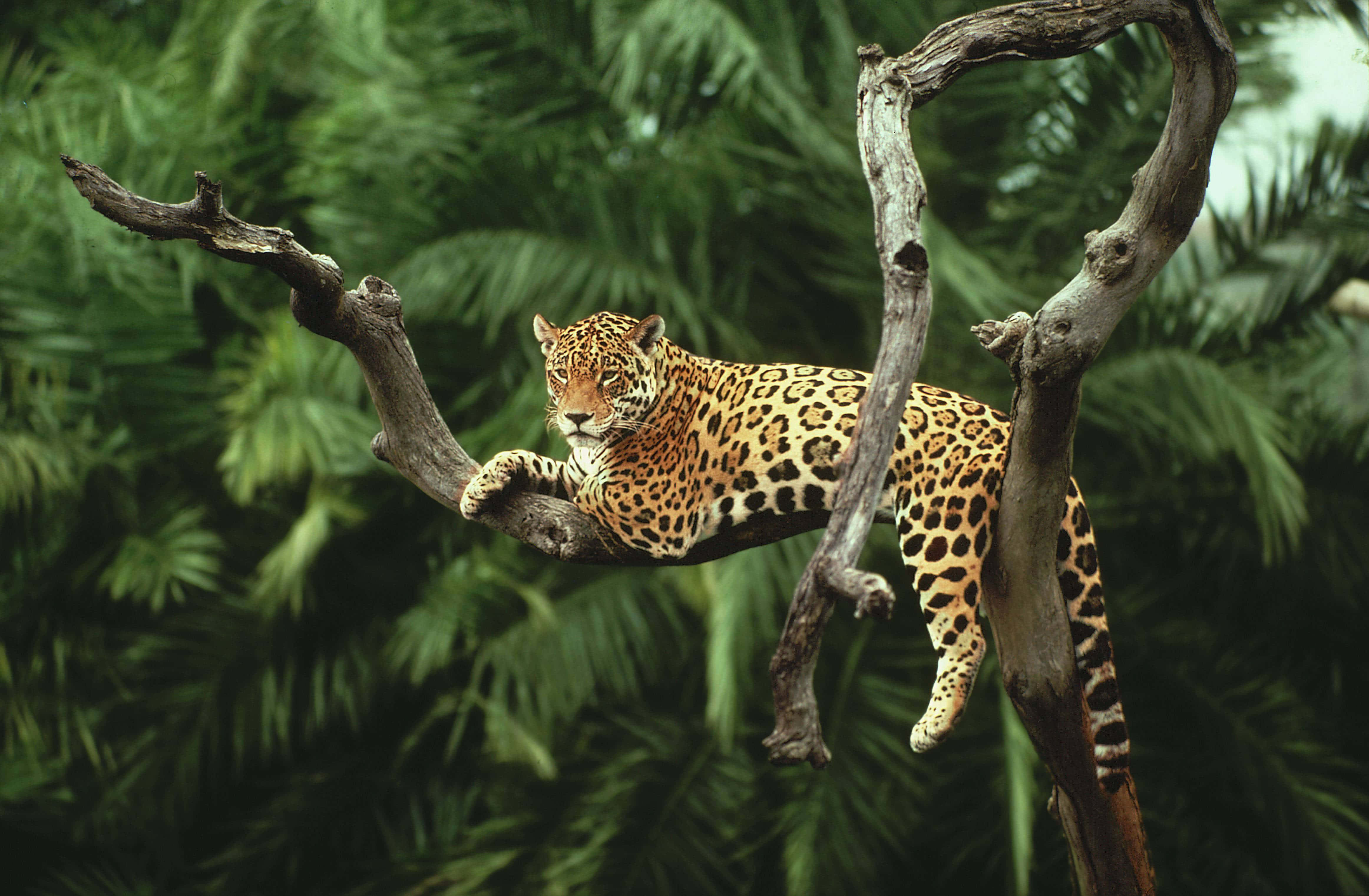 Jaguar 桌布 壁紙 — 一隻雄偉的美洲豹優雅地躺在一條多節的樹枝上，周圍是茂密的綠色叢林葉子。