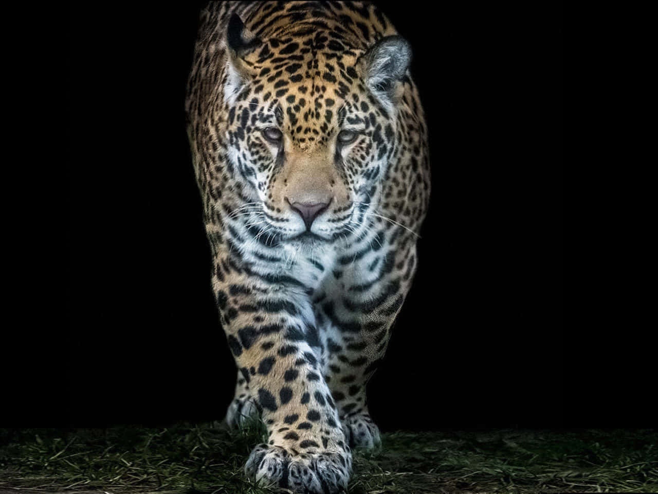 Jaguar 桌布 壁紙 — 一隻雄偉的美洲豹在強烈的黑色背景下，帶著專注的步伐向前邁進，其斑點皮毛在戲劇性的燈光下閃閃發光。