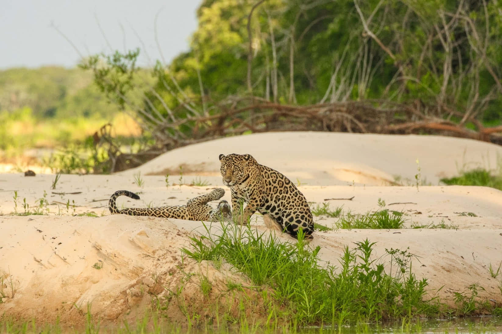 Jaguar 桌布 壁紙 — 一隻雄偉的美洲豹在明亮的日光下，躺在被茂密綠葉環繞的沙質河岸上休息。