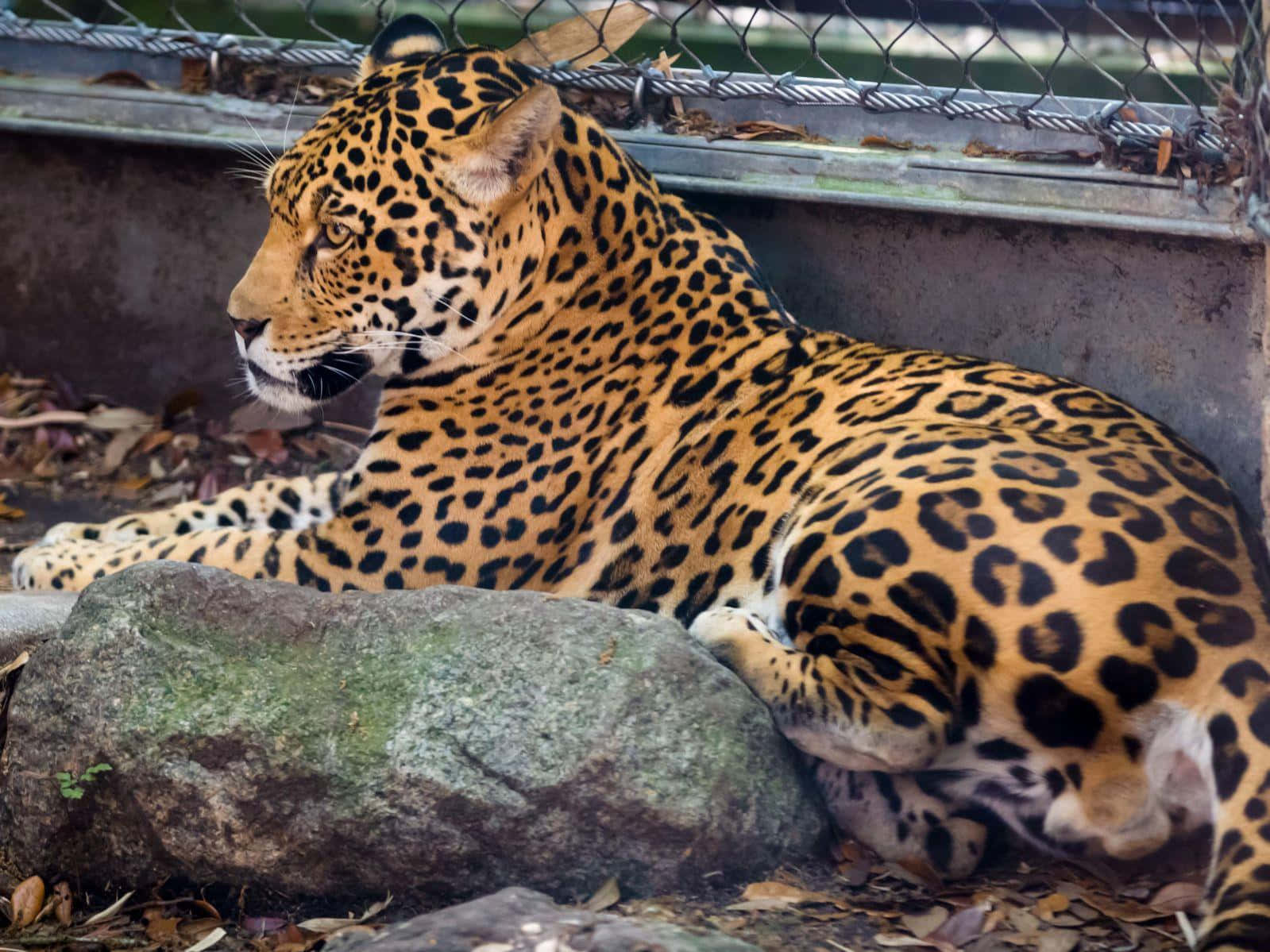 Jaguar 桌布 壁紙 — 一隻雄偉的美洲豹在有圍欄的圍場裡，平靜地躺在長滿苔蘚的岩石旁邊，金色的皮毛上有大膽的黑色玫瑰花結圖案。