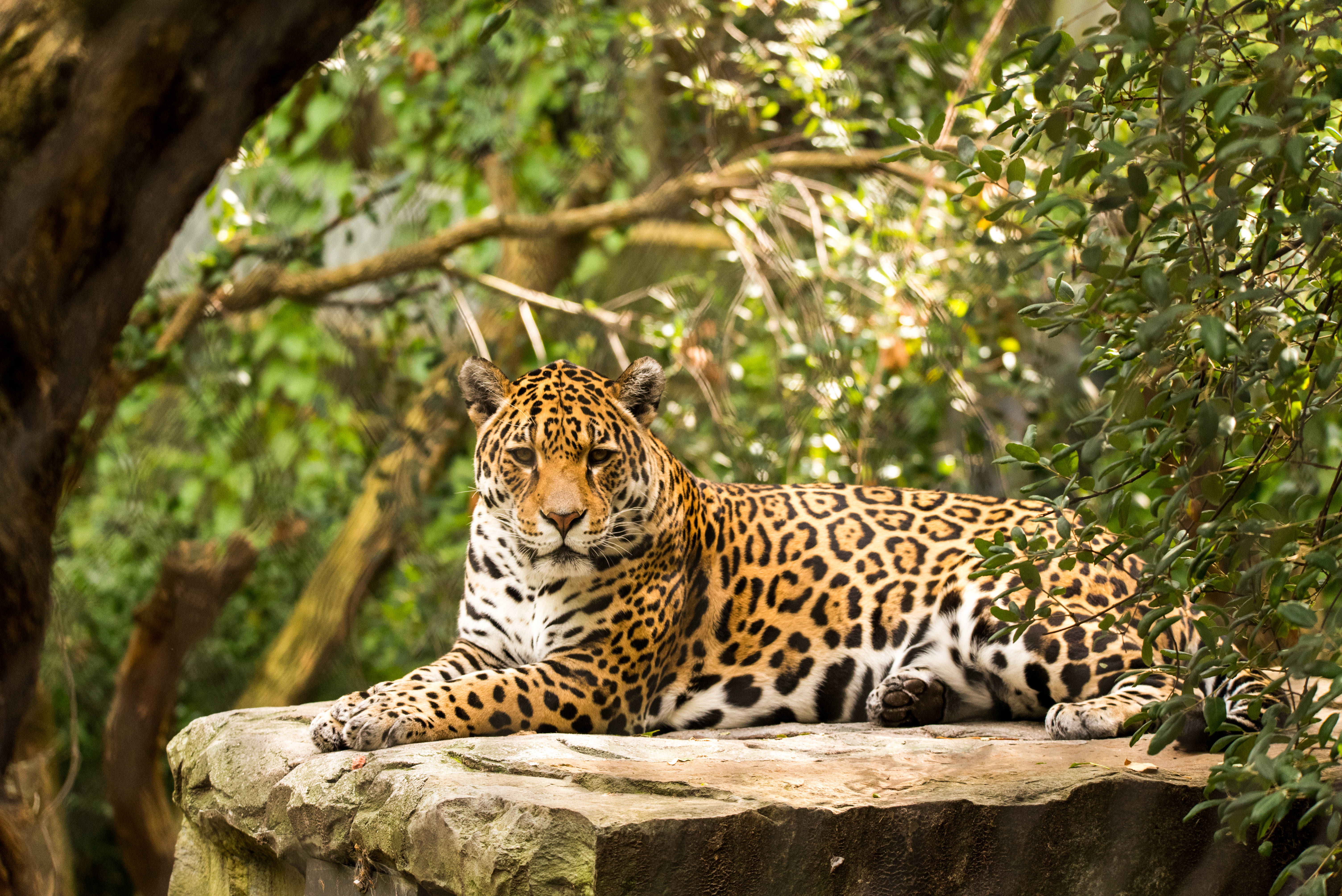 Jaguar 桌布 壁紙 — 一隻雄偉的美洲豹在陽光明媚的岩石上威嚴地休息，周圍是茂密的綠色樹葉，身處在茂密的叢林中。