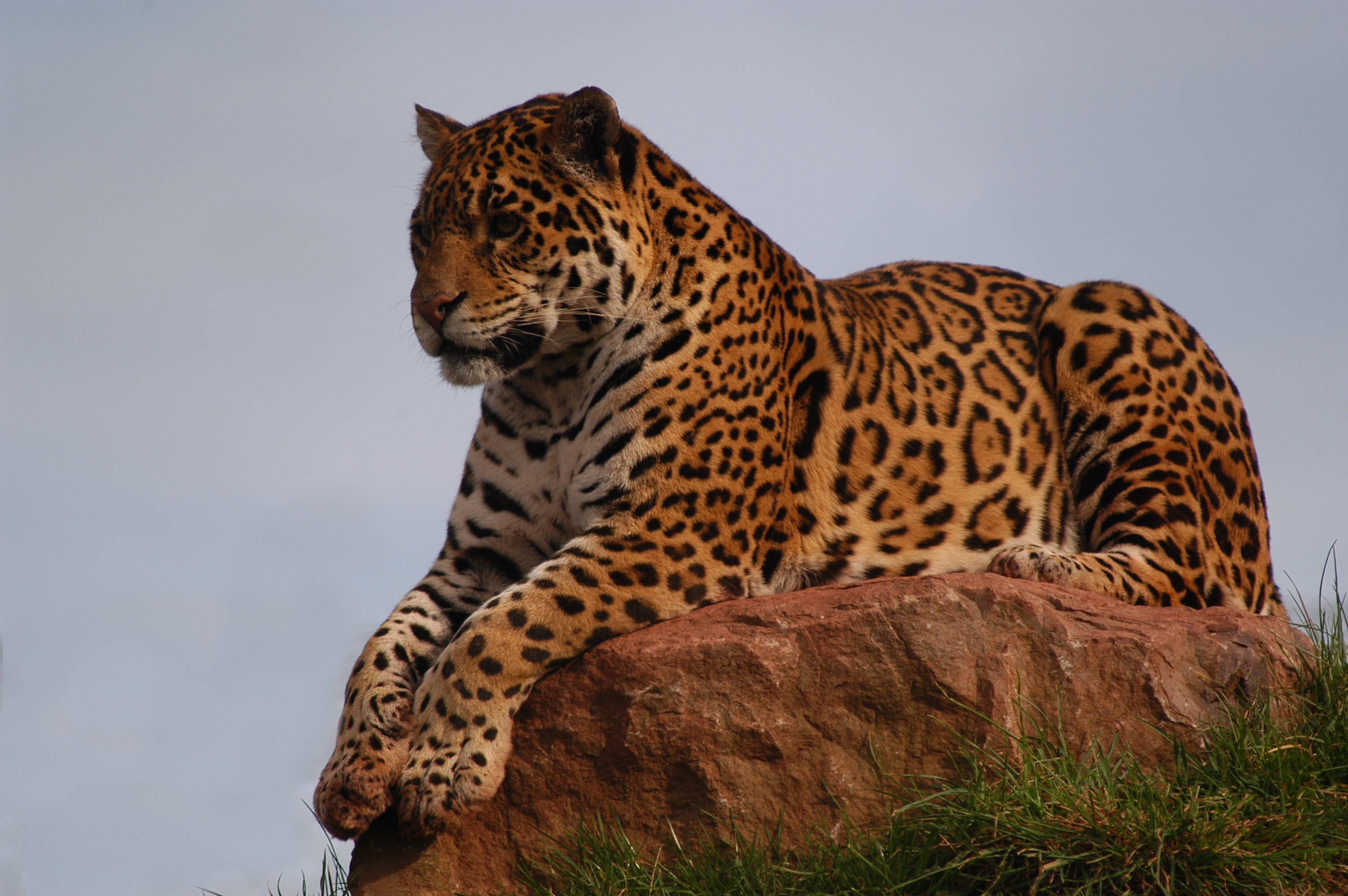 Jaguar 桌布 壁紙 — 一隻雄偉的美洲豹威嚴地躺在陽光照耀的微紅色岩石上，其斑點皮毛在柔和的藍天下閃閃發光。