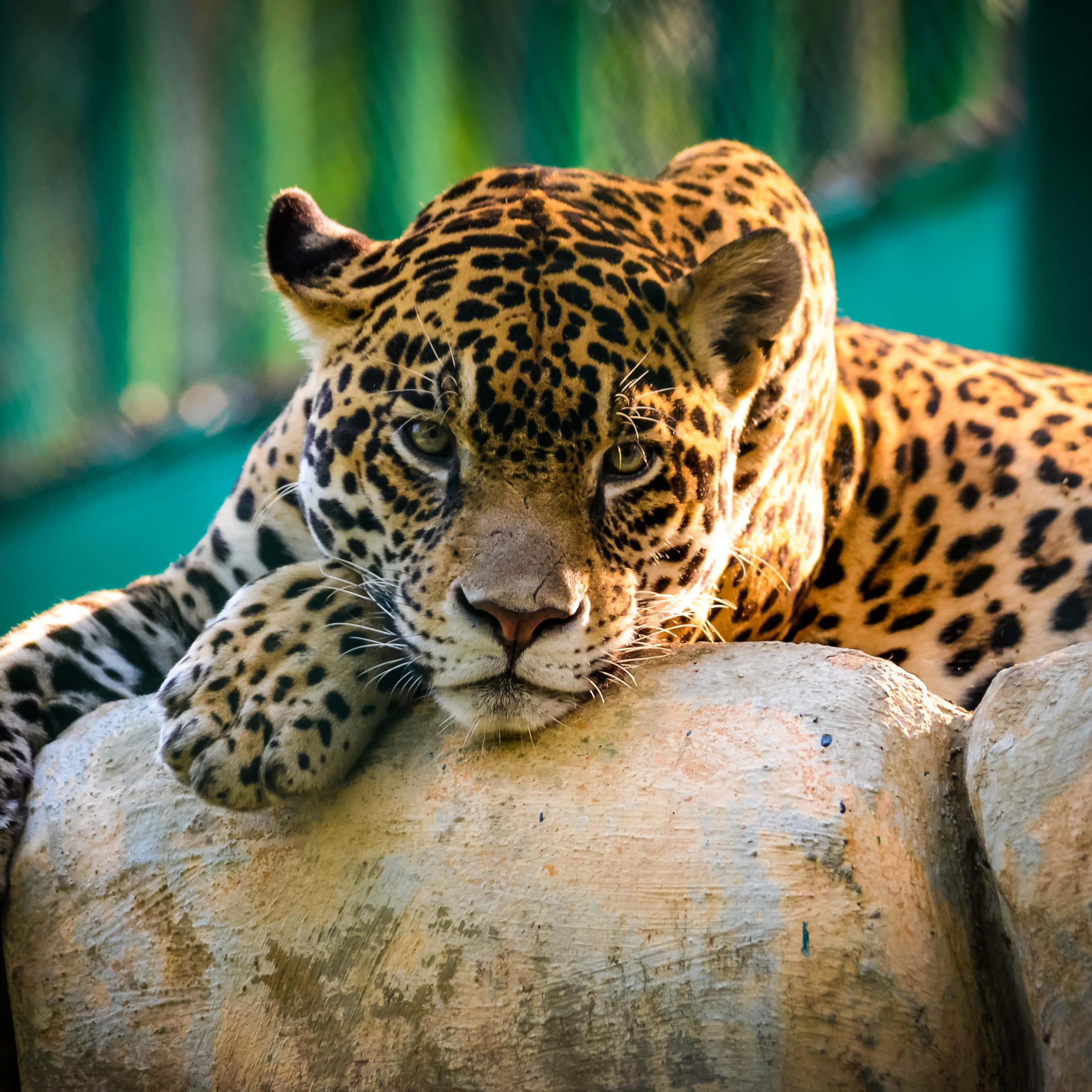 Jaguar 桌布 壁紙 — 一隻雄偉的美洲豹將頭靠在風化的岩石上，在模糊的綠色背景下，用金色的眼睛專注地凝視。