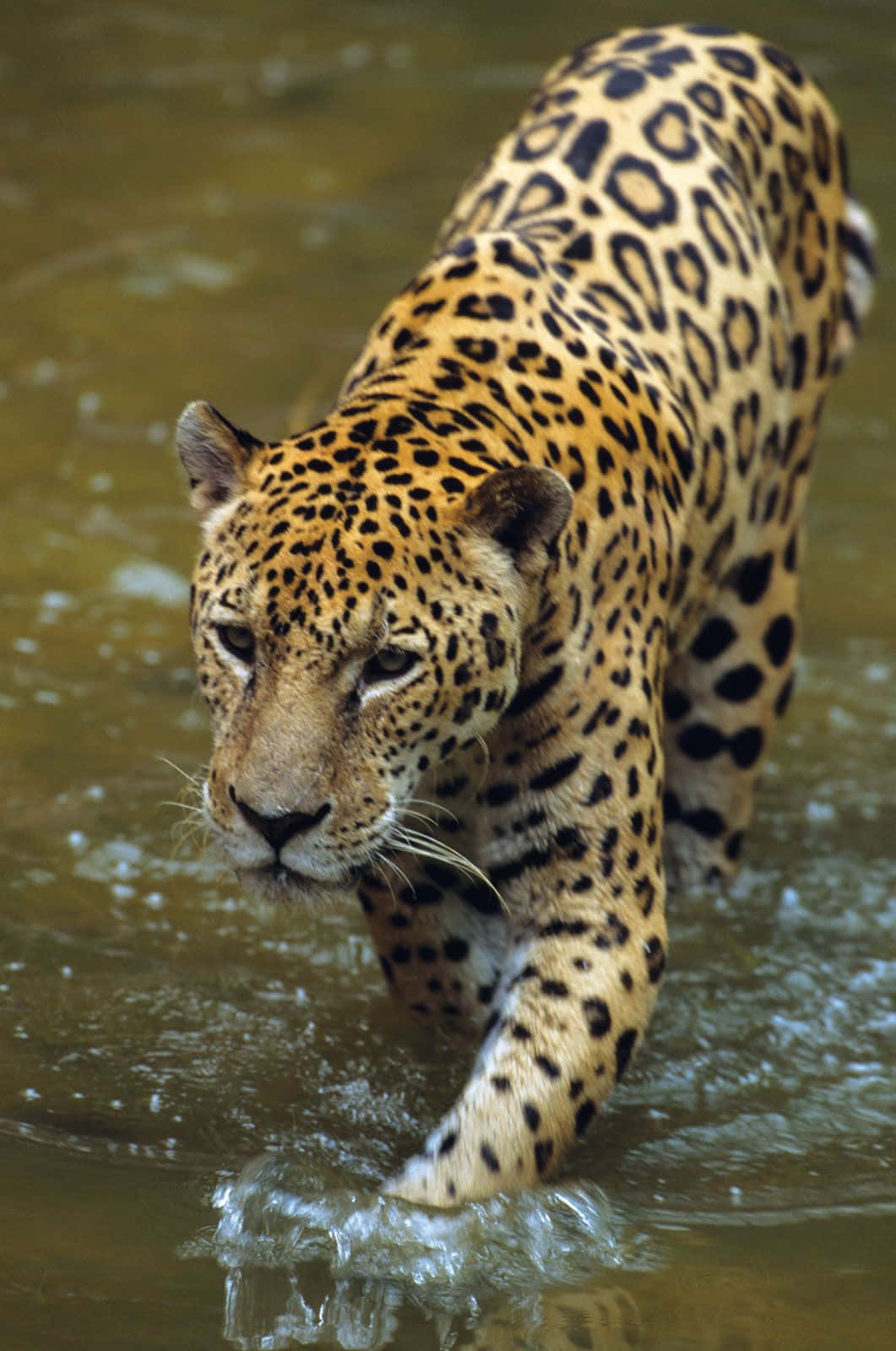 Jaguar 桌布 壁紙 — 一隻雄偉的美洲豹穿過淺濁的水面，帶著強烈的專注和強大的優雅。