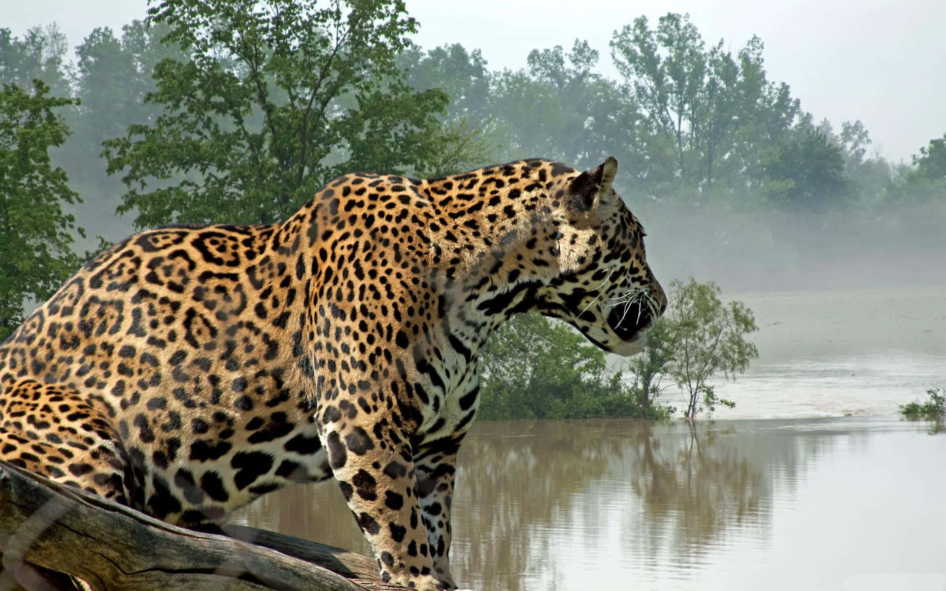 Jaguar 桌布 壁紙 — 一隻雄偉的美洲豹警覺地站在一根圓木上，俯瞰著霧氣瀰漫的河流，背景是茂密的綠樹。