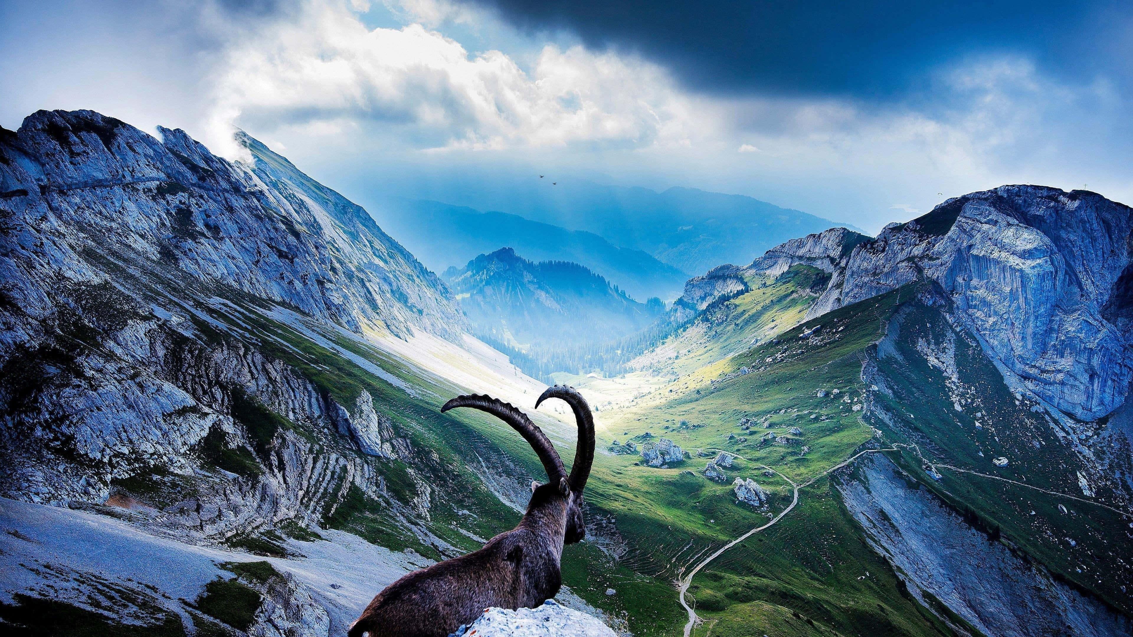 Mountain Goat 桌布 壁紙 — 一隻雄偉的羱羊，長著彎曲的角，棲息在白雪覆蓋的山脊上，俯瞰著廣闊的綠色山谷，天空烏雲密佈，氣勢磅礡。