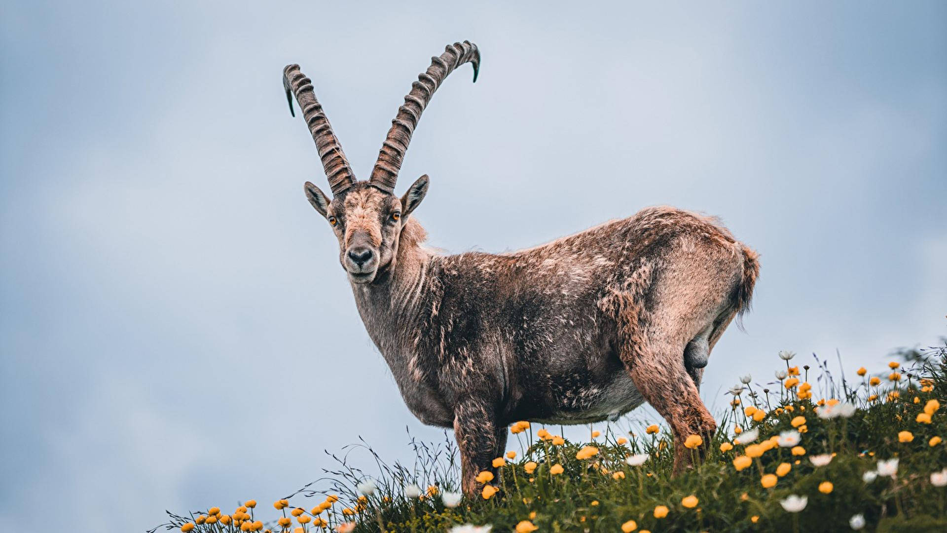 Goat 桌布 壁紙 — 一隻雄偉的羱羊，長著彎曲的角，高高地站在長滿青草的山坡上，山坡上點綴著黃色和白色的野花，天空柔和湛藍。