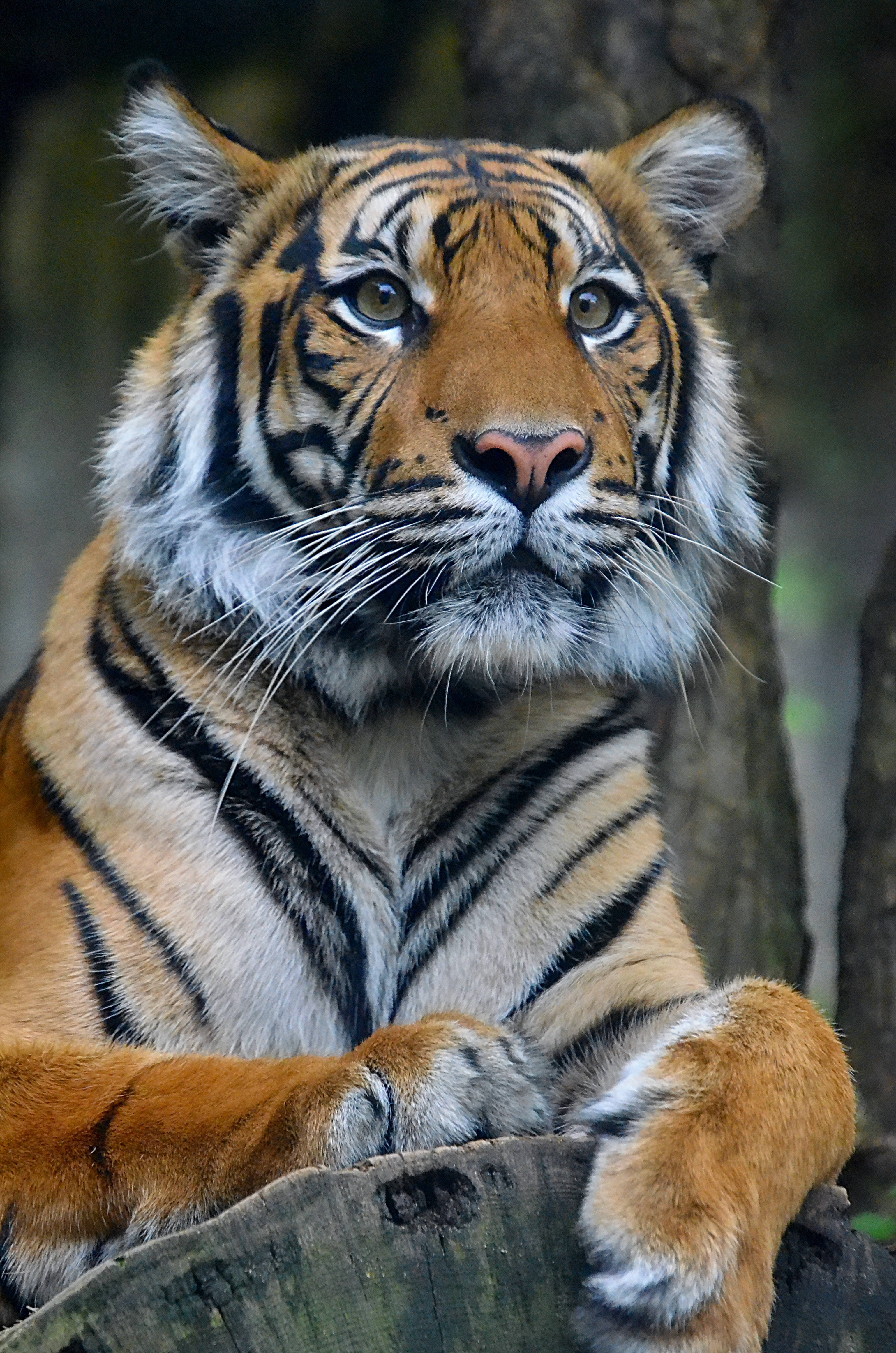 tigers 桌布 壁紙 — 一隻雄偉的老虎，擁有引人注目的橙色毛皮和粗獷的黑色條紋，在森林環境中警覺地休息在一根風化的木頭上。