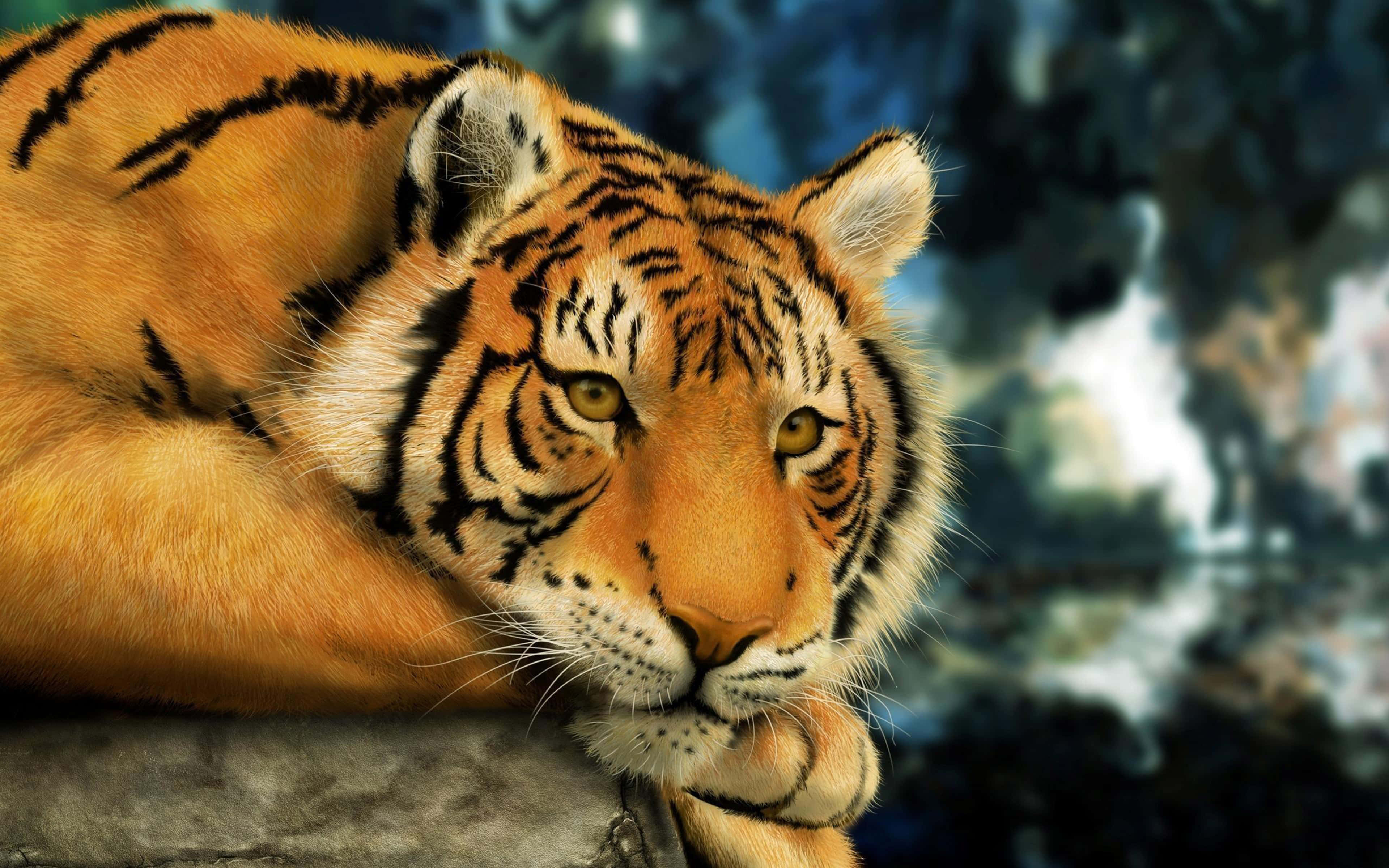 3d Animal 桌布 壁紙 — 一隻雄偉的老虎，擁有橙色毛皮和黑色條紋，將下巴擱在岩石上，對著模糊的森林背景凝視。