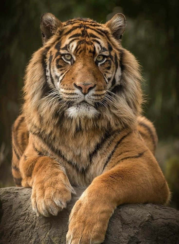 動物 桌布 壁紙 — 一隻雄偉的老虎，擁有橙色毛皮和黑色條紋，威嚴地棲息在岩石上，用銳利的綠色眼睛專注地凝視。