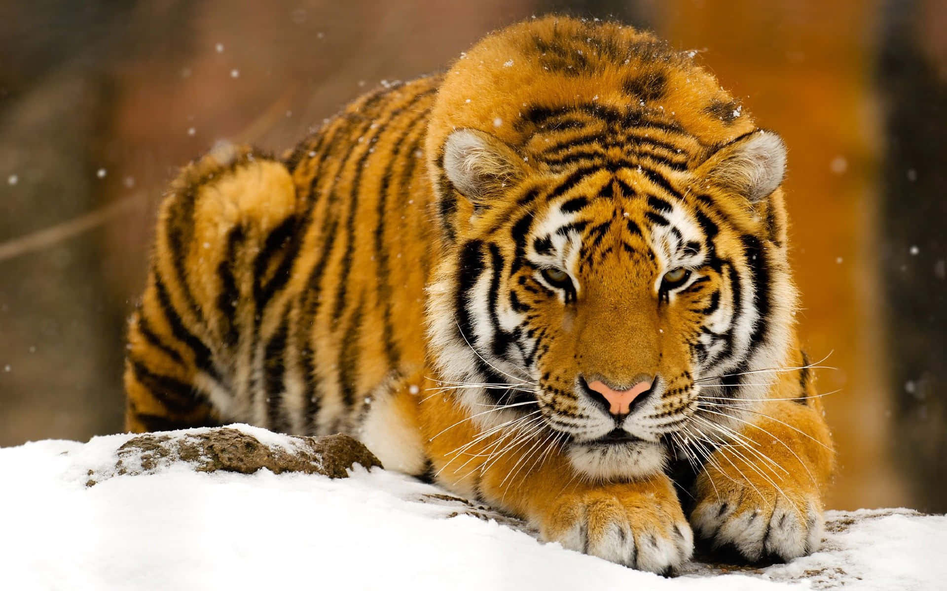 Wild Animals 桌布 壁紙 — 一隻雄偉的老虎，擁有橙色毛皮和黑色條紋，在深雪中休息，雪花輕輕飄落在牠銳利的目光周圍。