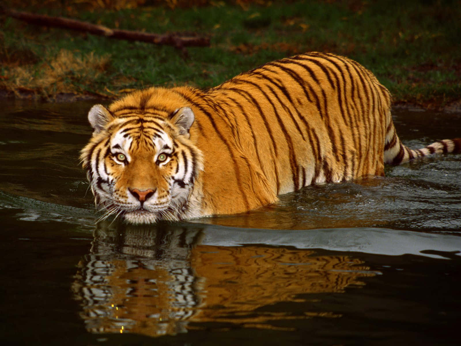 Wildlife Conservation 桌布 壁紙 — 一隻雄偉的老虎，擁有橙色皮毛和黑色條紋，在平靜的水中涉水而行，水面倒映著牠銳利的目光。