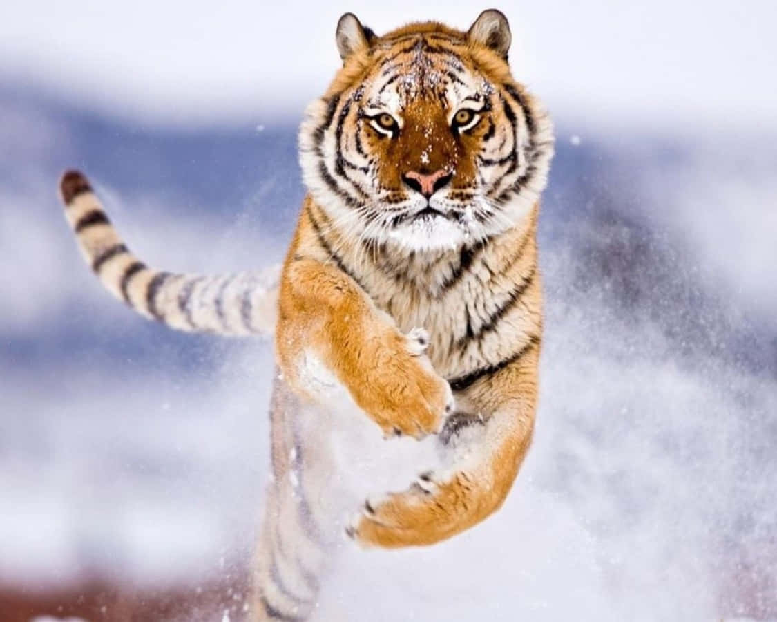 Cute Tiger 桌布 壁紙 — 一隻雄偉的老虎在模糊的冬季背景下，帶著強烈的專注和強勁的動作，躍過飄雪的空氣。
