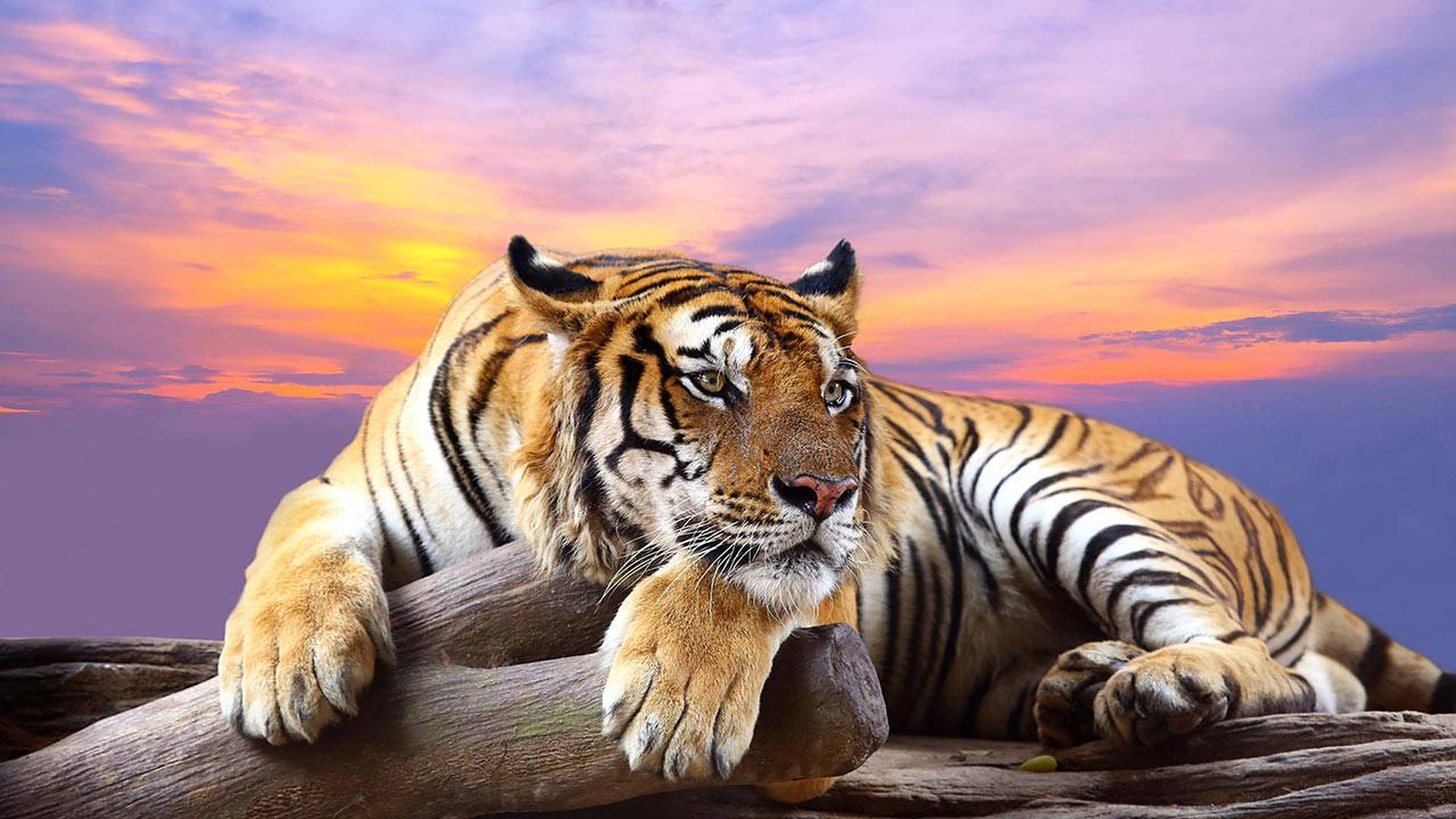 animals 桌布 壁紙 — 一隻雄偉的老虎威風凜凜地躺在一根風化的木頭上，背景是充滿活力的日落天空，呈現出橙色、紫色和粉紅色的色調。