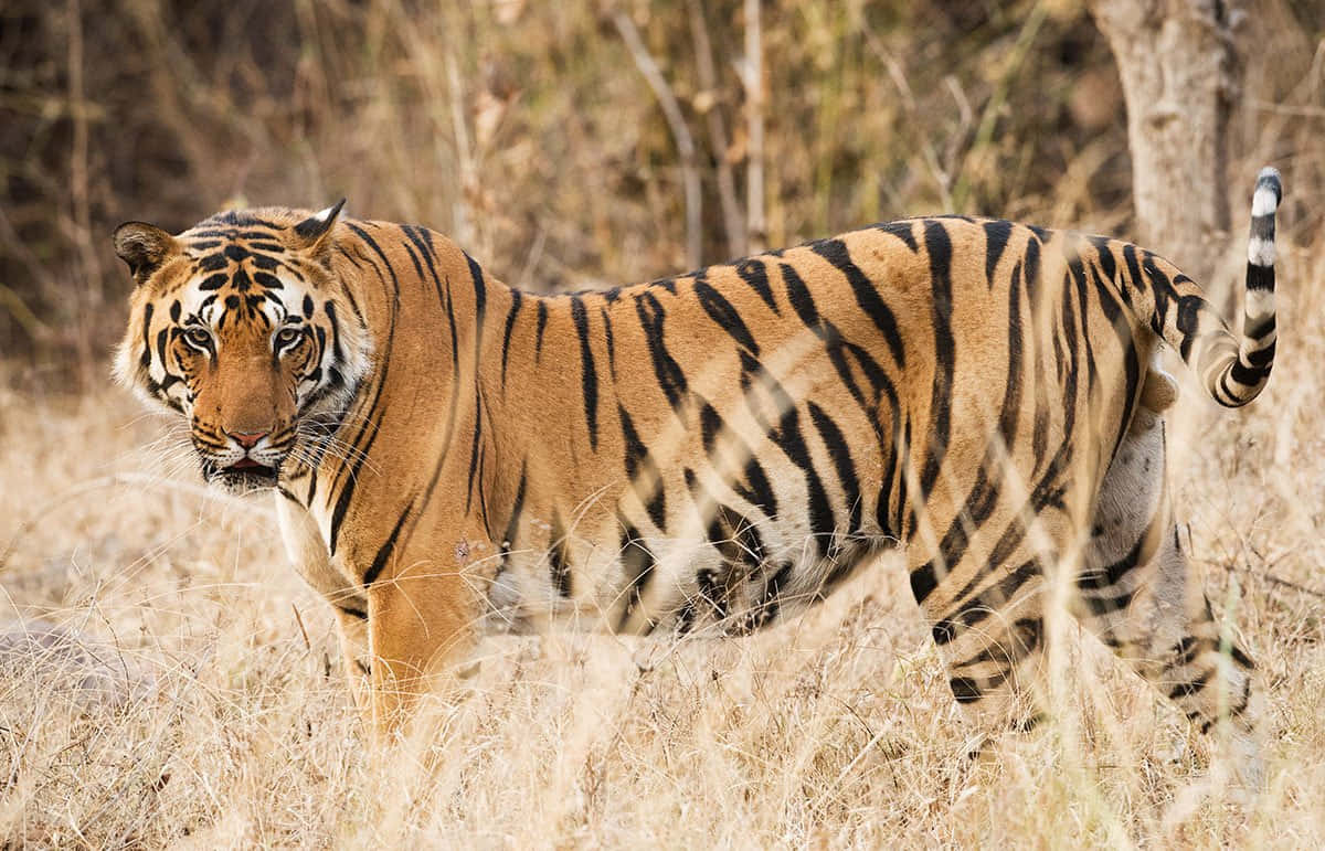 Bengal Tiger 桌布 壁紙 — 一隻雄偉的老虎帶著大膽的橙色條紋，在陽光普照的森林空地中穿過乾燥的金色草地。