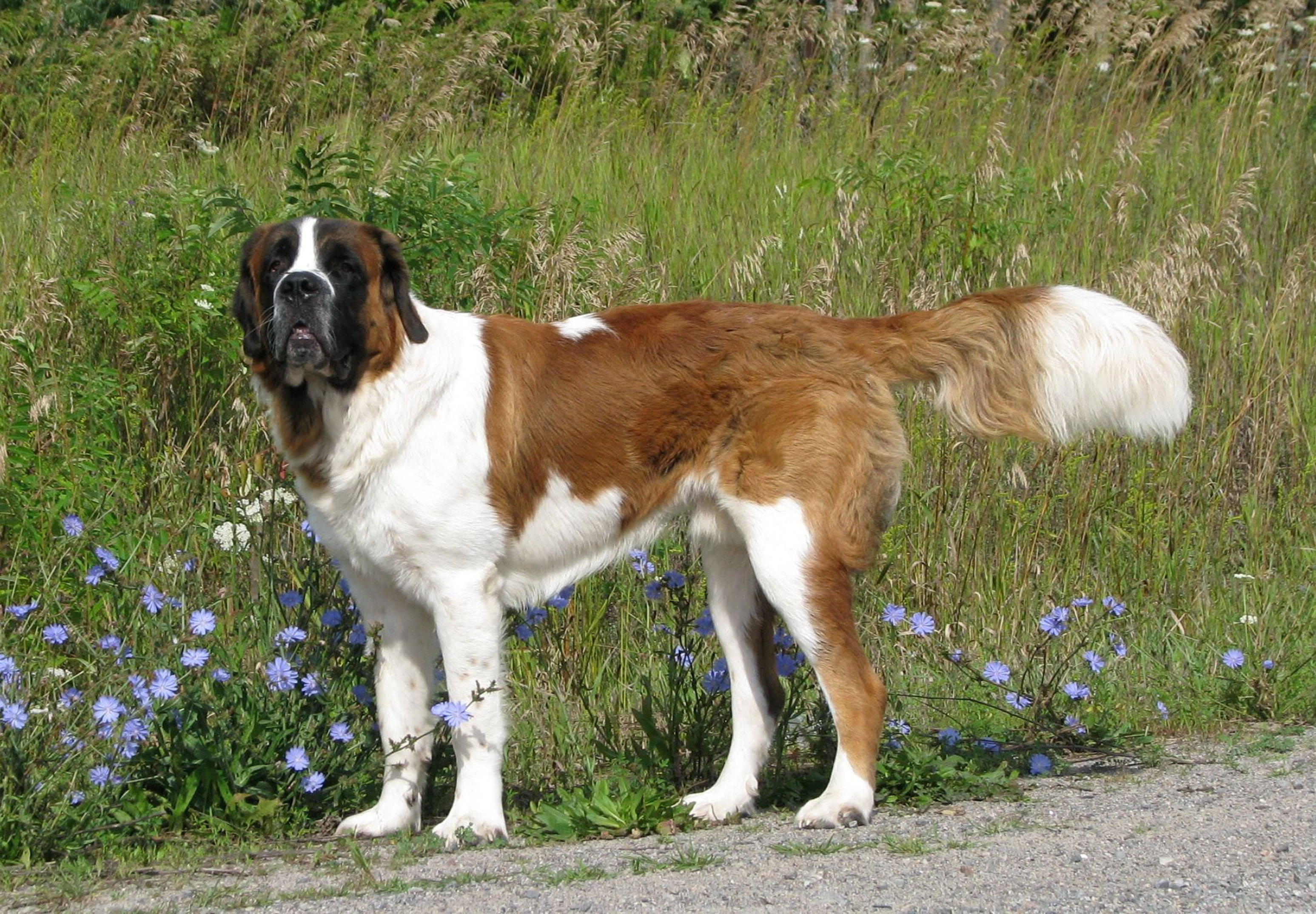 聖徒 桌布 壁紙 — 一隻雄偉的聖伯納犬驕傲地站在陽光照耀的高草和紫色花朵的田野中。