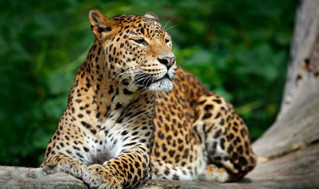 Wildlife Conservation 桌布 壁紙 — 一隻雄偉的花豹在被茂密綠葉包圍的樹枝上平靜地休息。