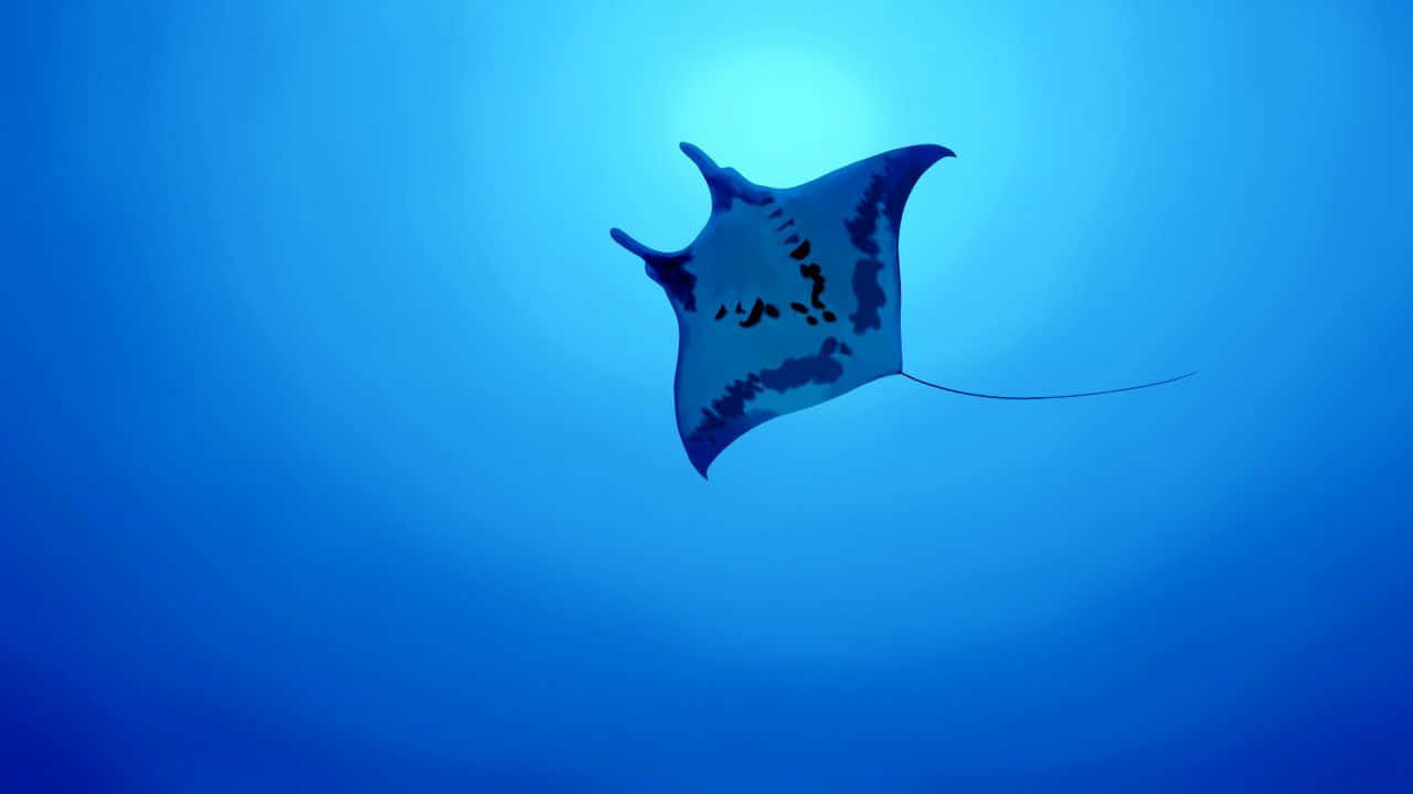 Underwater Ocean 桌布 壁紙 — 一隻雄偉的蝠魟在深藍色的海水中優雅地滑行，陽光從上方照射下來。