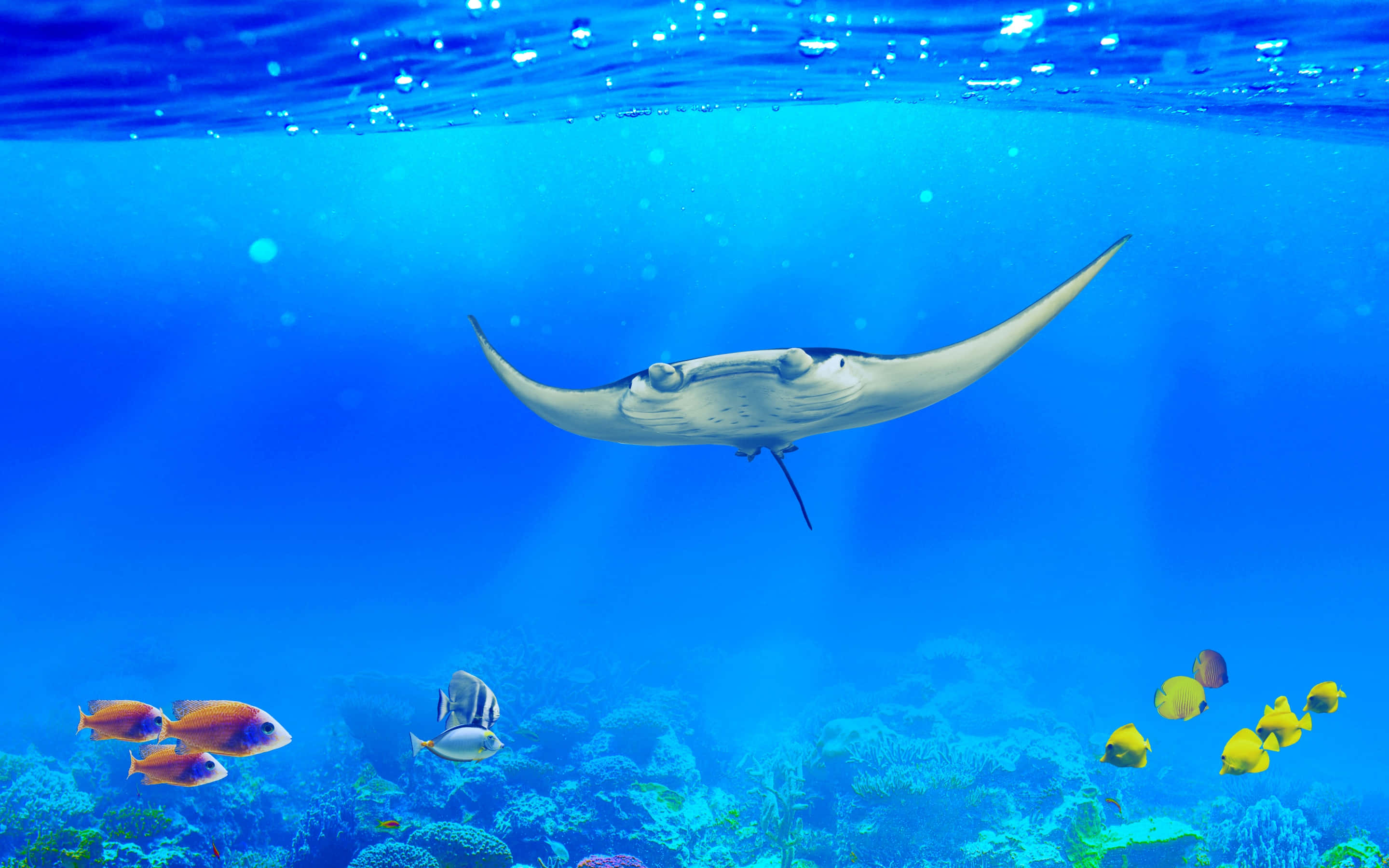 Underwater Ocean 桌布 壁紙 — 一隻雄偉的蝠魟在色彩繽紛的珊瑚礁和熱帶魚群上方，優雅地滑過充滿活力的藍色海水。