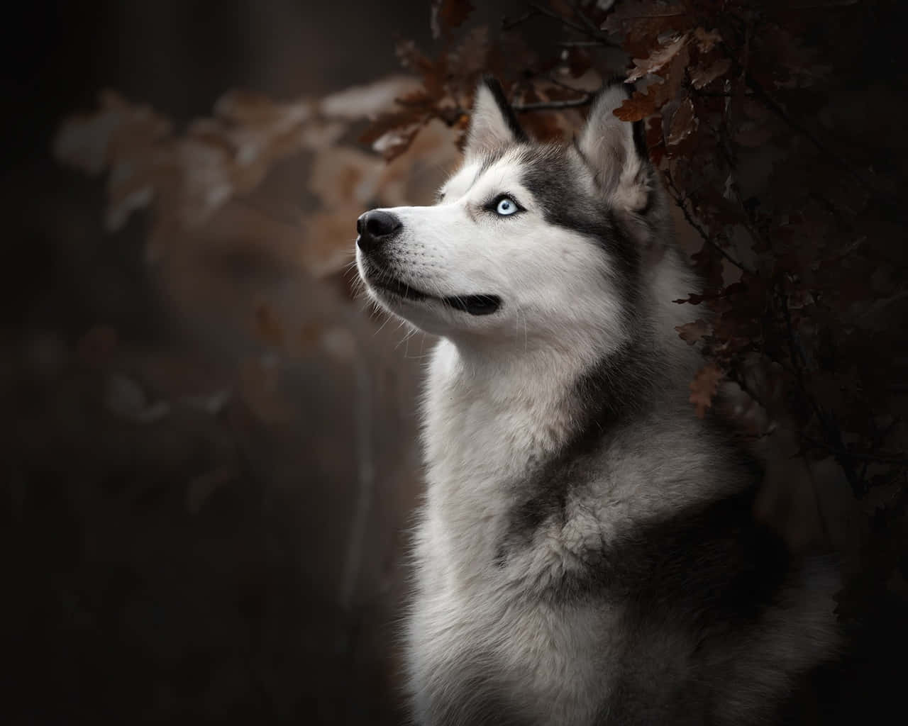 Big Dog 桌布 壁紙 — 一隻雄偉的西伯利亞雪橇犬，擁有銳利的藍眼睛，在昏暗的森林中透過秋葉的樹冠向上凝視。