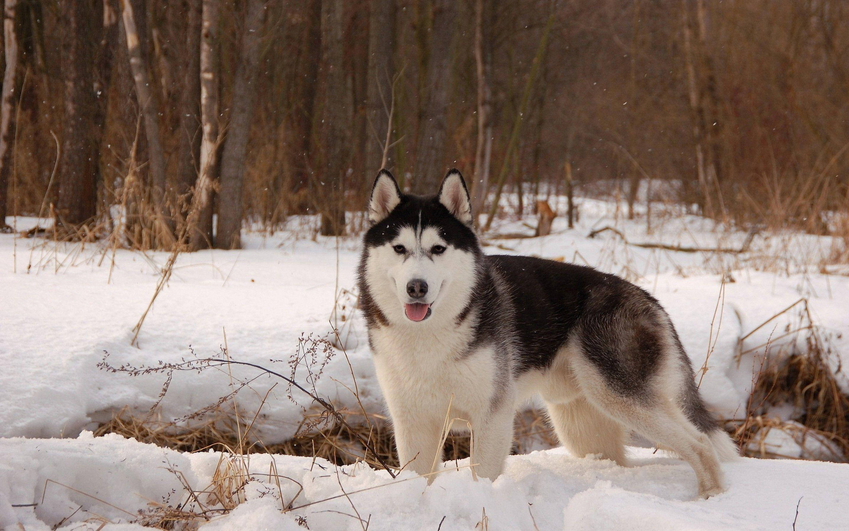 husky 桌布 壁紙 — 一隻雄偉的西伯利亞雪橇犬在白雪覆蓋的森林中警覺地站立，周圍是光禿禿的樹木和飄落的雪花。