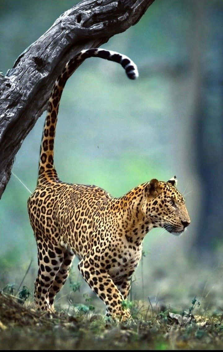 Wildlife Conservation 桌布 壁紙 — 一隻雄偉的豹子，身上有斑點皮毛，在鬱鬱蔥蔥的綠色森林中一棵彎曲的樹下行走。