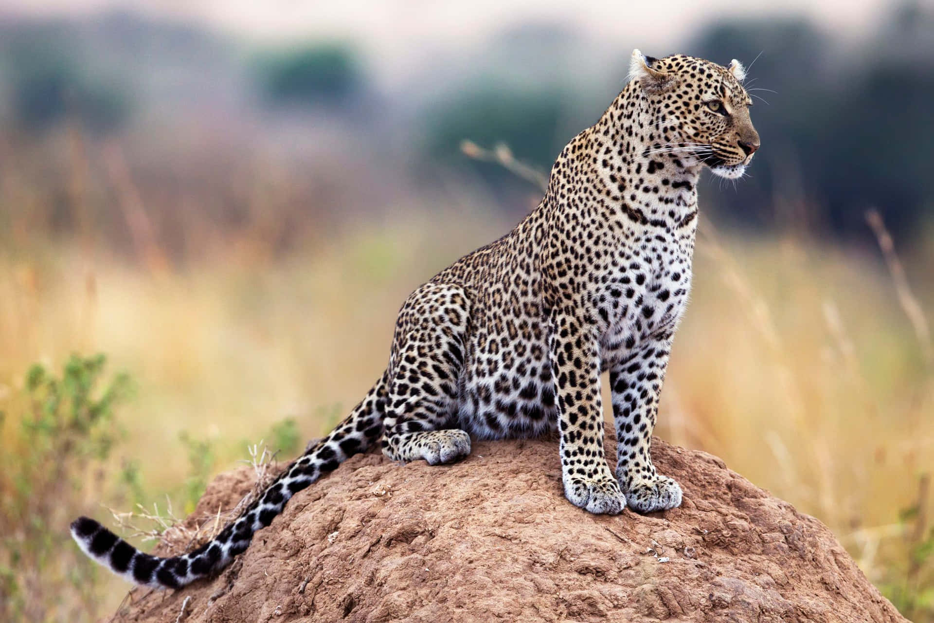 African Wildlife 桌布 壁紙 — 一隻雄偉的豹子，身上有斑點皮毛，警覺地坐在陽光照耀的岩石上，周圍是金色的草原。