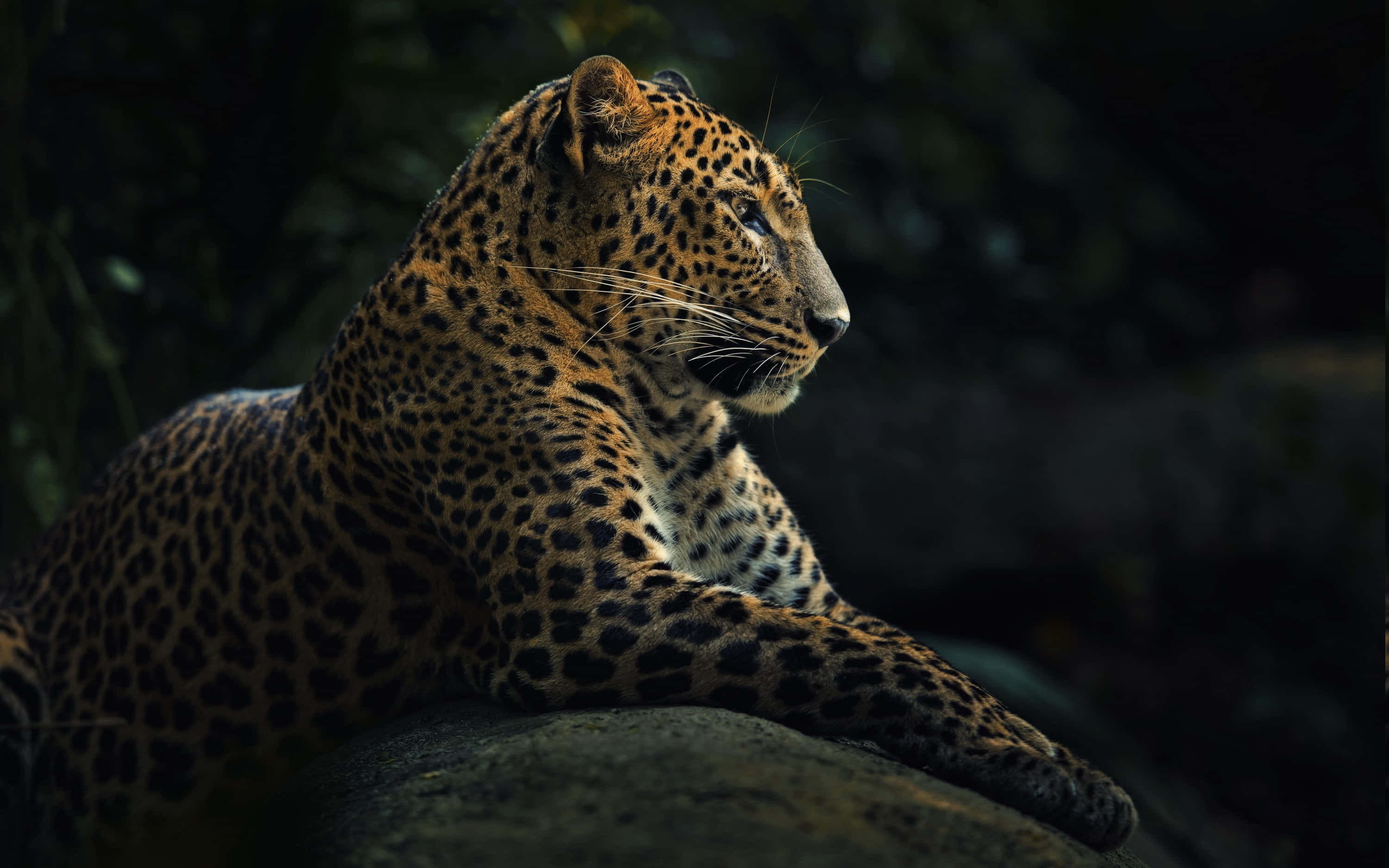 Wild Animals 桌布 壁紙 — 一隻雄偉的豹子在陰影的樹葉中休息在岩石上，其斑點皮毛在柔和的光線下閃耀。