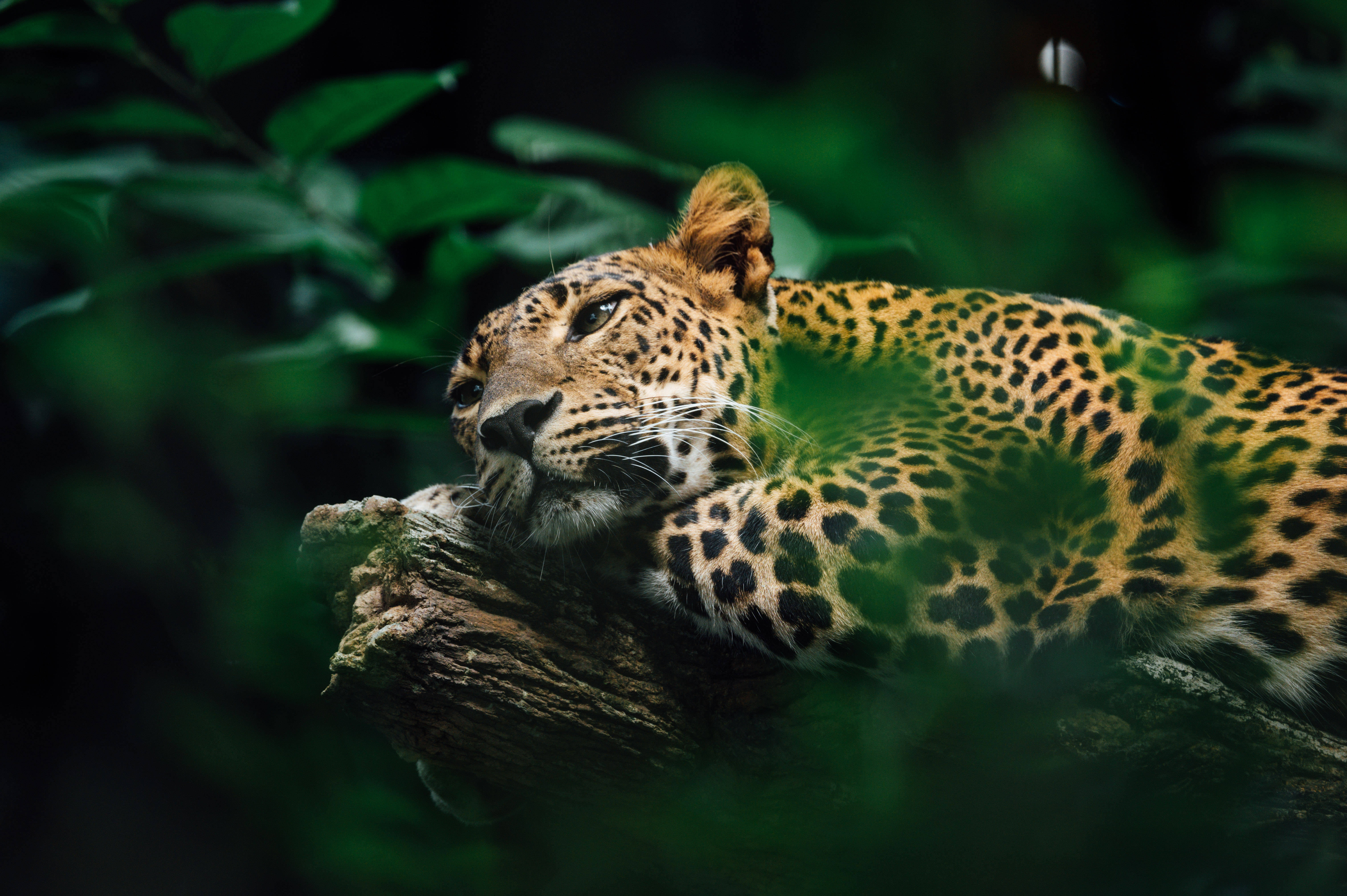 Jaguar 桌布 壁紙 — 一隻雄偉的豹子棲息在茂密綠色叢林中長滿苔蘚的樹枝上，雙眼半閉，安詳休憩。
