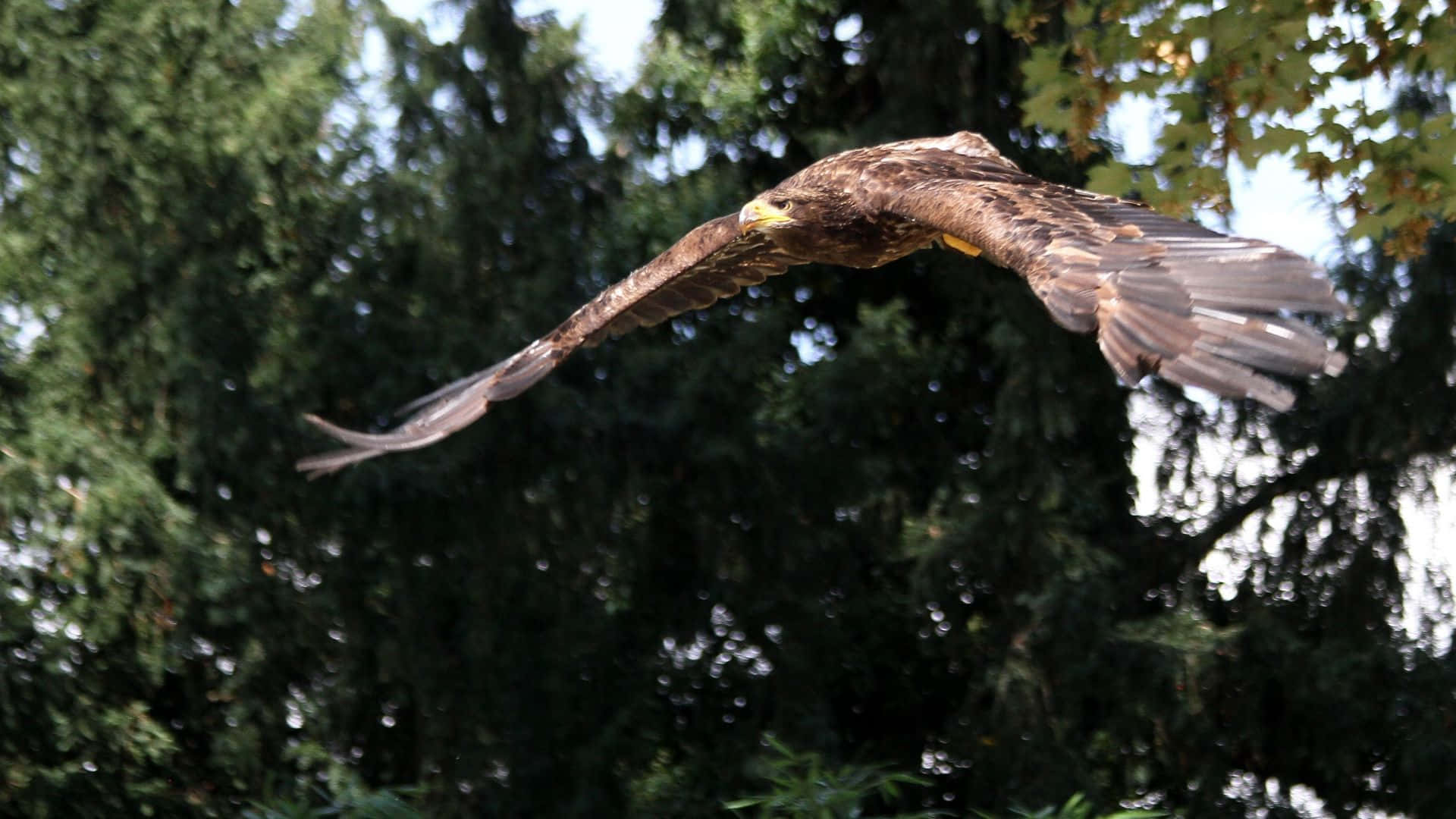 Eagle 桌布 壁紙 — 一隻雄偉的金雕展開翅膀，優雅地飛過陽光普照的森林樹冠。