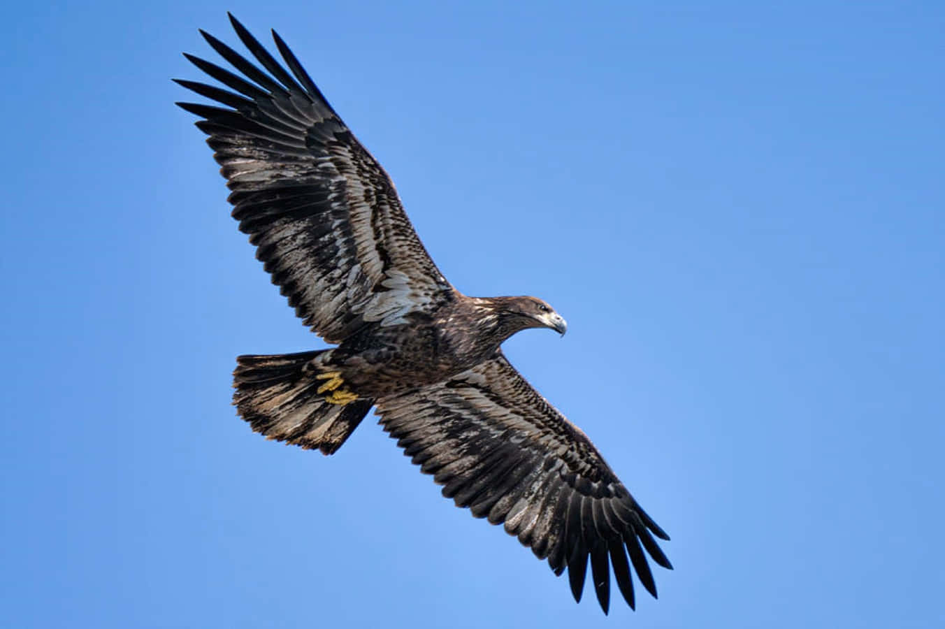 Young Bald Eagle 桌布 壁紙 — 一隻雄偉的金雕展開翅膀，在清澈的藍天中翱翔。