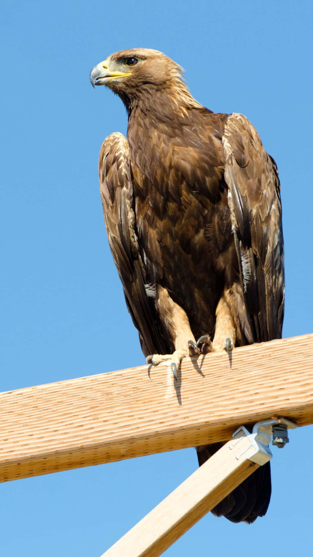 Eagles 桌布 壁紙 — 一隻雄偉的金鵰警覺地棲息在木樑上，背景是清澈的藍天。