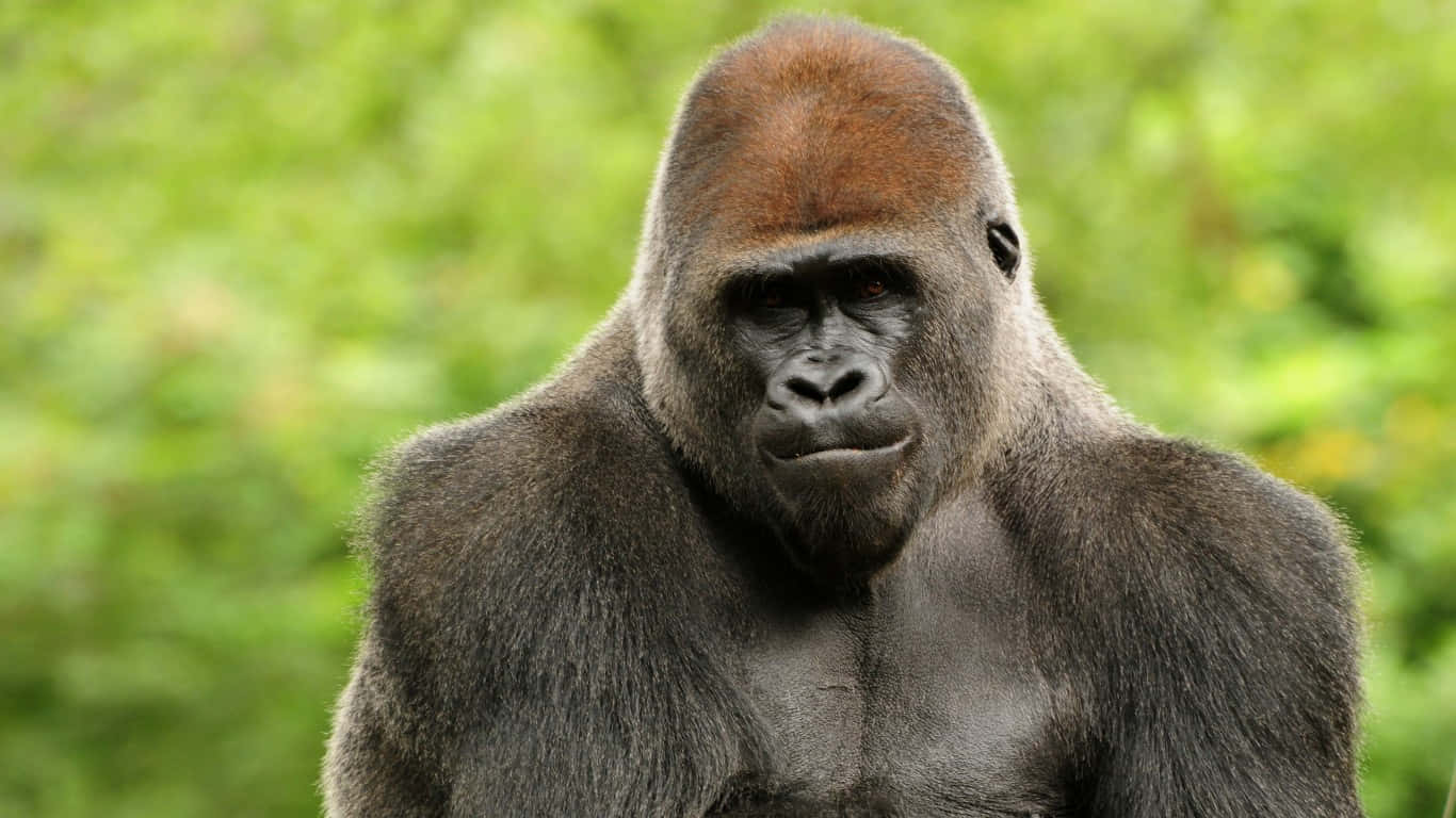 1366x768 Gorilla 桌布 壁紙 — 一隻雄偉的銀背大猩猩特寫，帶有紅褐色冠，在柔和的綠色森林背景下專注地凝視。