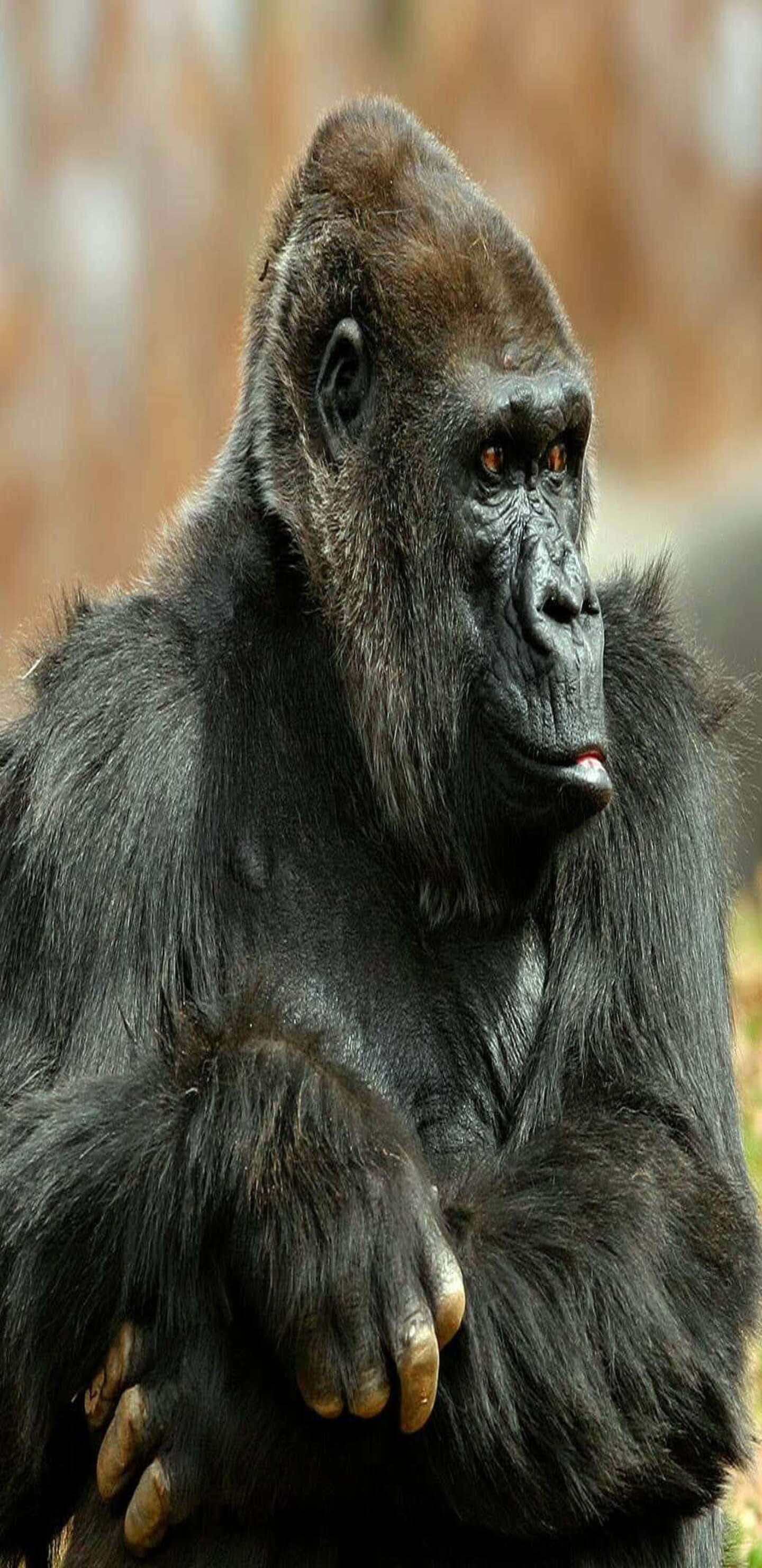 Pixel 3xl Gorilla 桌布 壁紙 — 一隻雄偉的銀背大猩猩的特寫，牠有銳利的眼睛和厚厚的黑色毛髮，站在自然棲息地中。