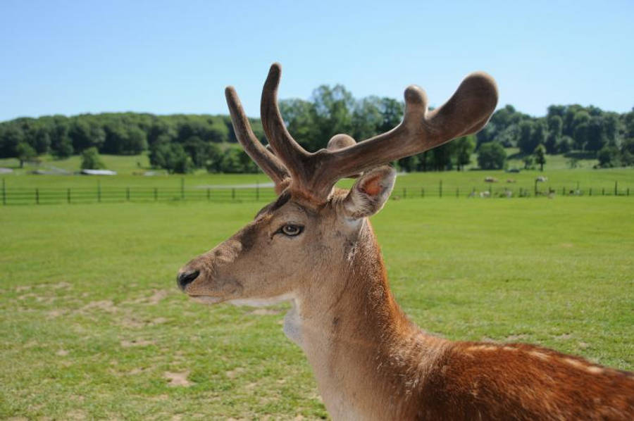 Deer Hunting 桌布 壁紙 — 一隻雄偉的雄性鹿，長著巨大的鹿角，在晴朗的藍天下，以明亮的綠色牧場為背景，側面站立。