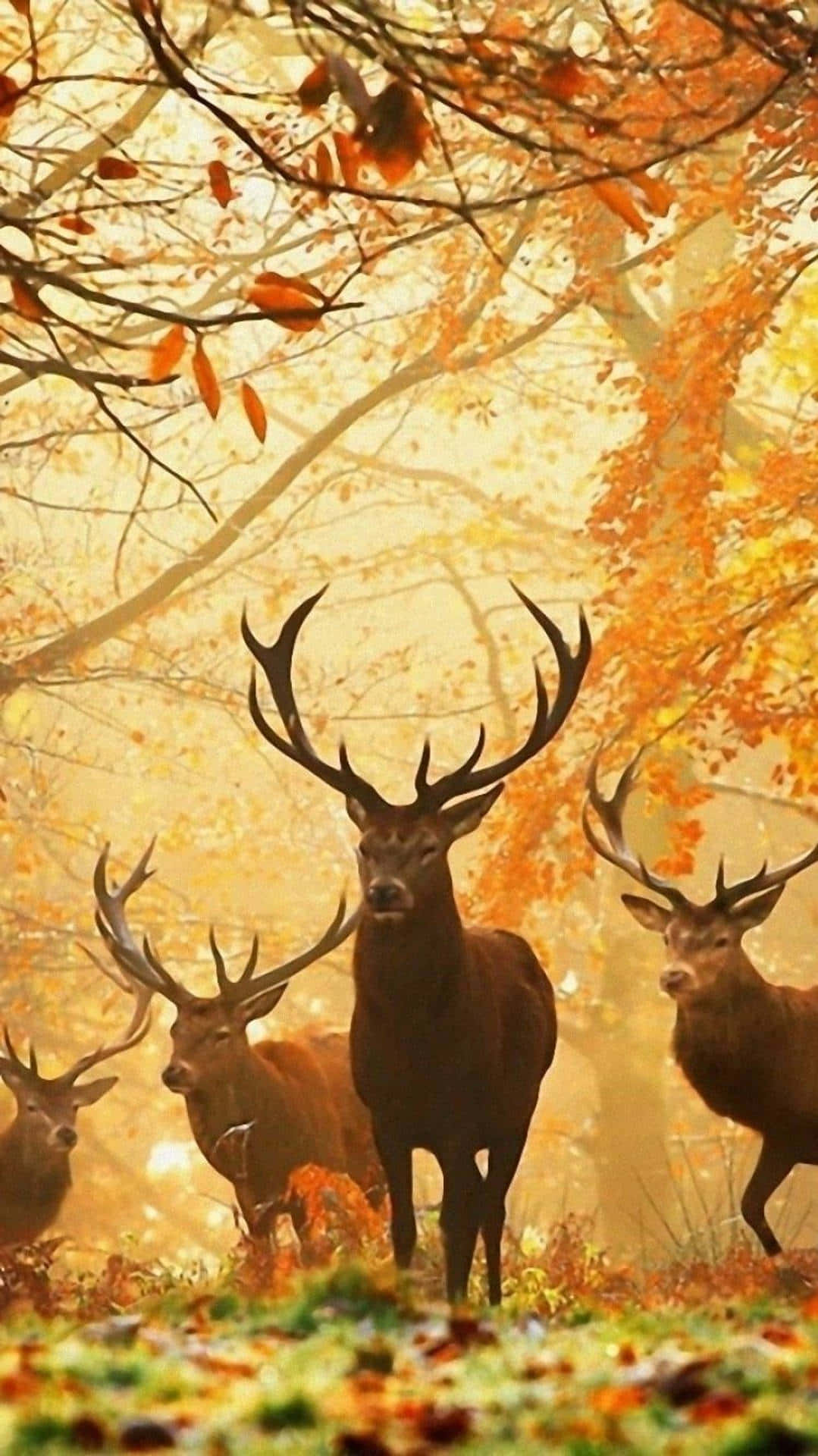 Deer Hunting 桌布 壁紙 — 一隻雄偉的雄鹿，長著巨大的鹿角，站在秋天的樹林中，金色的樹葉在他周圍飄落。