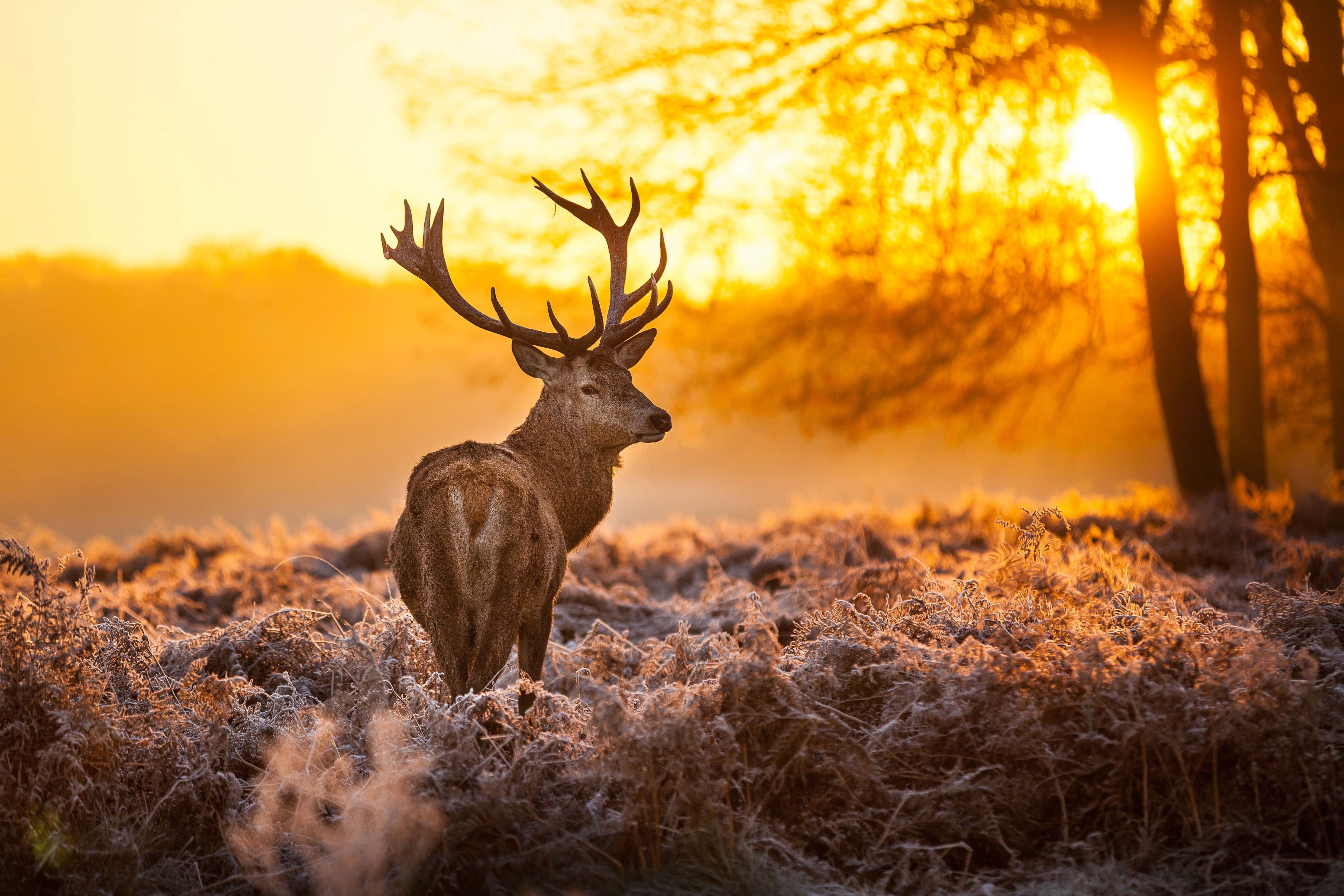Deer Desktop 桌布 壁紙 — 一隻雄偉的雄鹿，長著巨大的鹿角，站在結霜的田野中，金色日出映襯下，樹木閃耀著光芒，形成剪影。