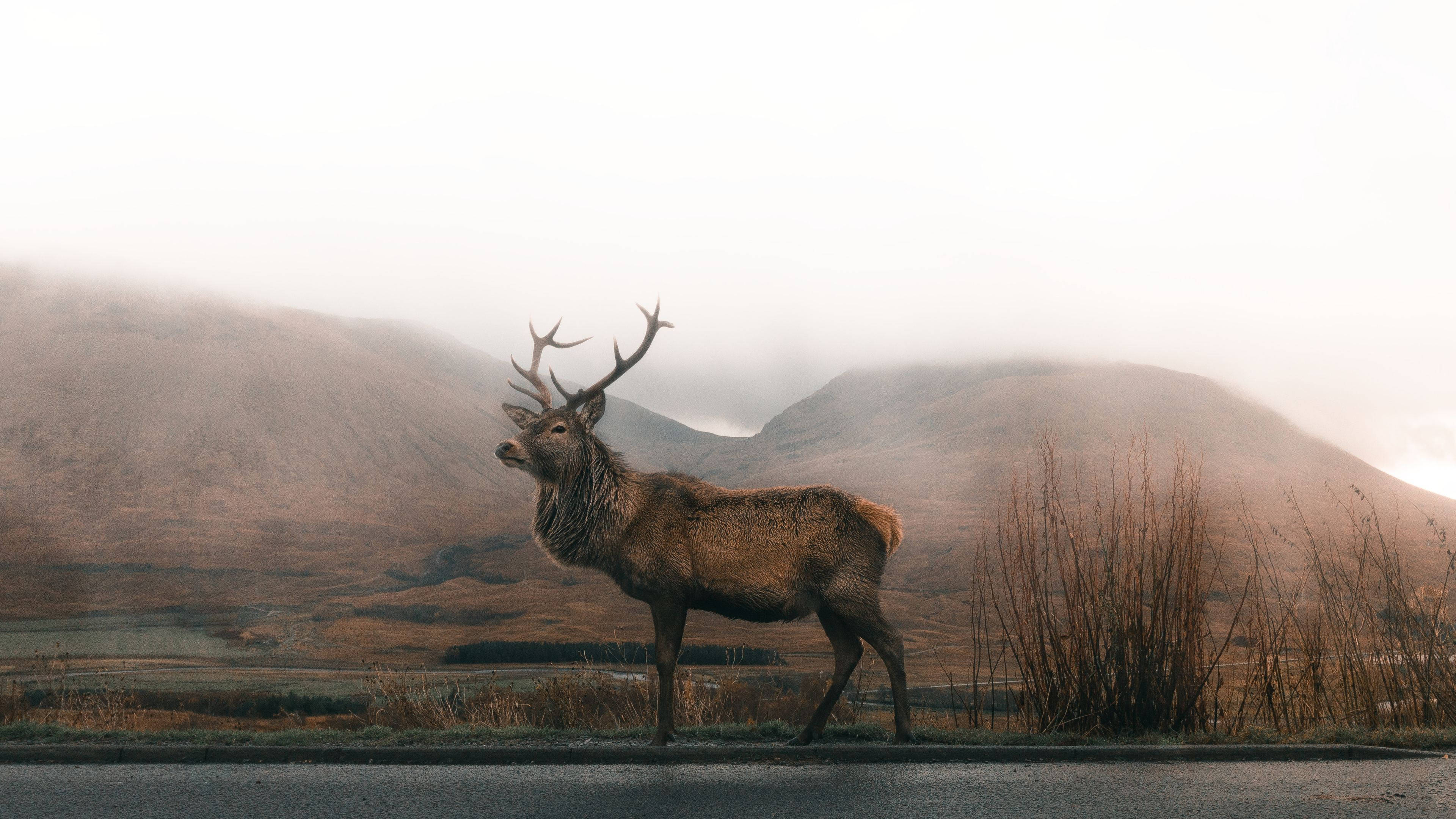 Reindeer 桌布 壁紙 — 一隻雄偉的雄鹿，長著巨大的鹿角，在柔和的晨光中，站在一條道路上，背景是霧氣繚繞的山巒。