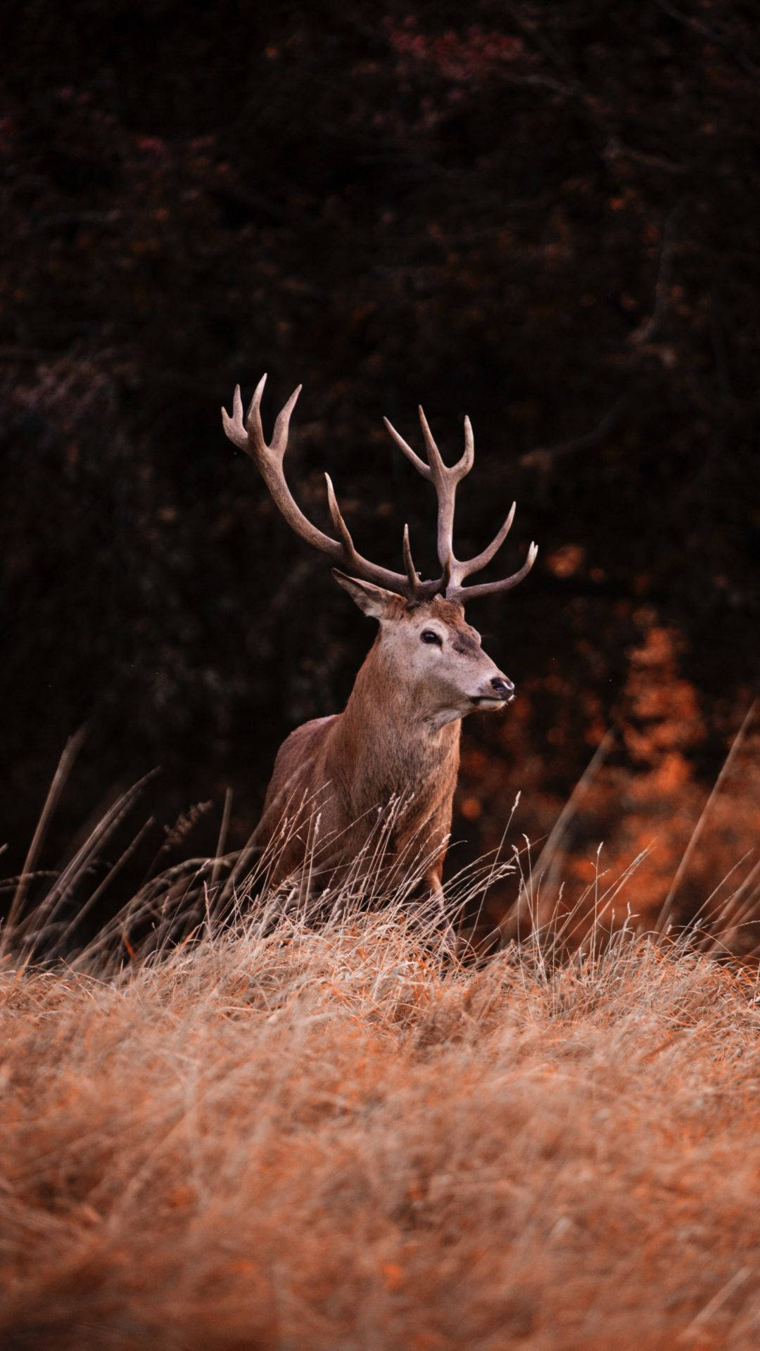 Deer iPhone 桌布 壁紙 — 一隻雄偉的雄鹿，長著巨大的鹿角，在深色森林背景下，警覺地站在金棕色的草地上。