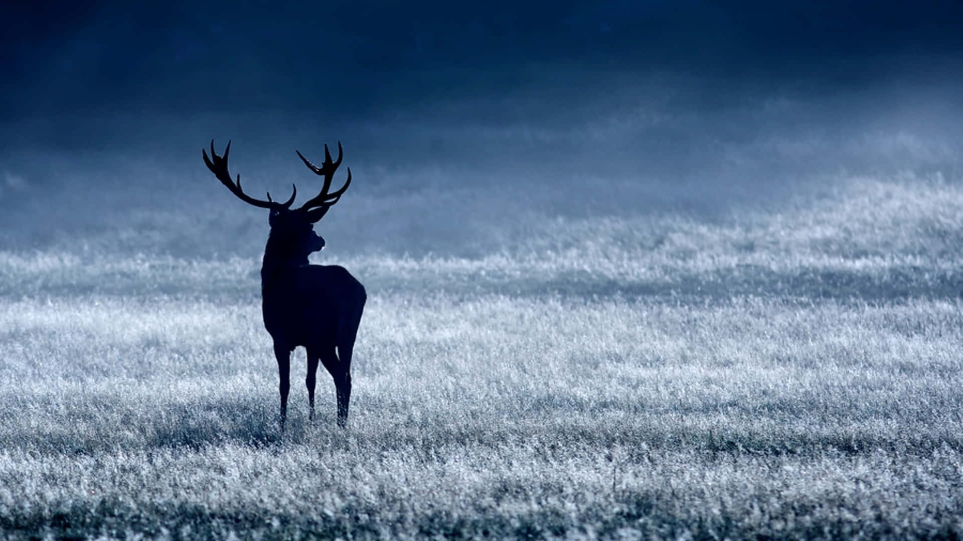 Deer Desktop 桌布 壁紙 — 一隻雄偉的雄鹿在深藍色暮色天空下，以剪影姿態站立在霧氣瀰漫的霜凍田野上。