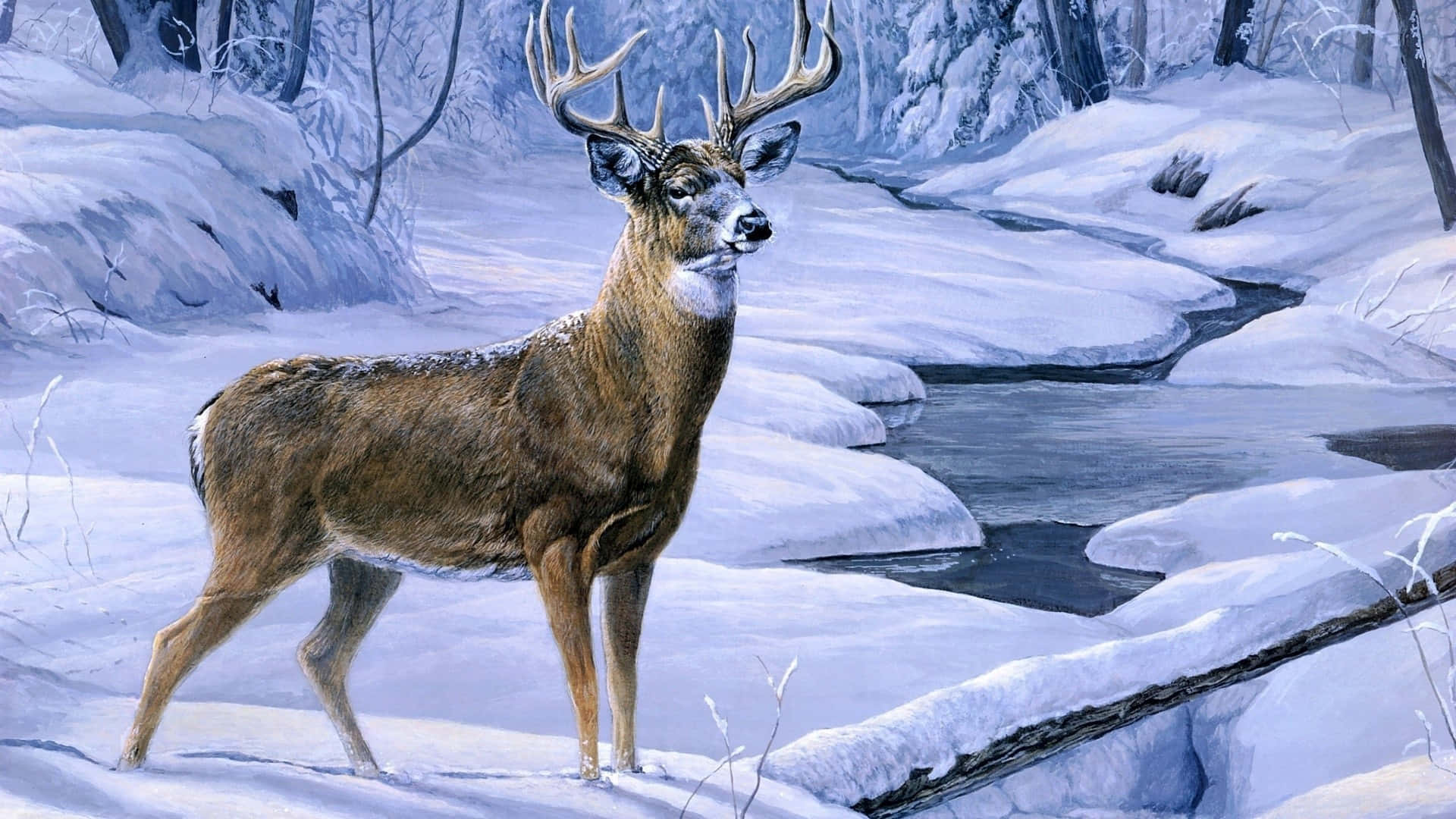 狩獵 桌布 壁紙 — 一隻雄偉的雄鹿在白雪皚皚的冬季森林中，警覺地站在蜿蜒的小溪旁。
