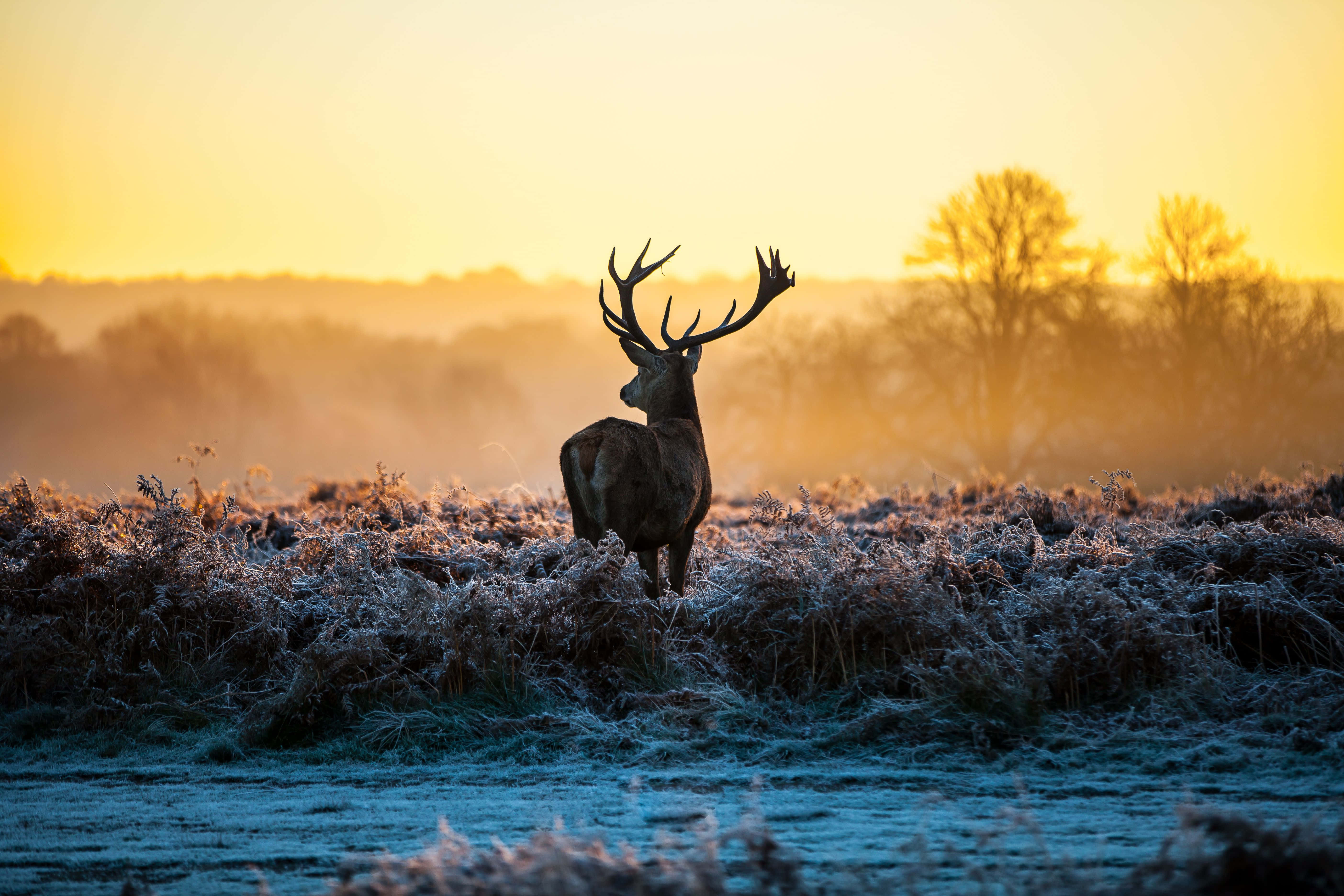 Deer Desktop 桌布 壁紙 — 一隻雄偉的雄鹿在金色日出下，站在霜凍的田野上，遠處有霧氣繚繞的樹木，形成剪影。