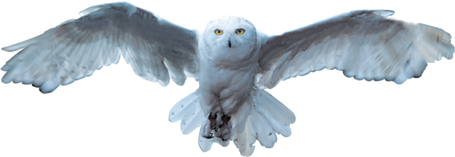 Owl Free 桌布 壁紙 — 一隻雄偉的雪鴞在純黑背景下展翅翱翔，其銳利的黃色眼睛直視前方。