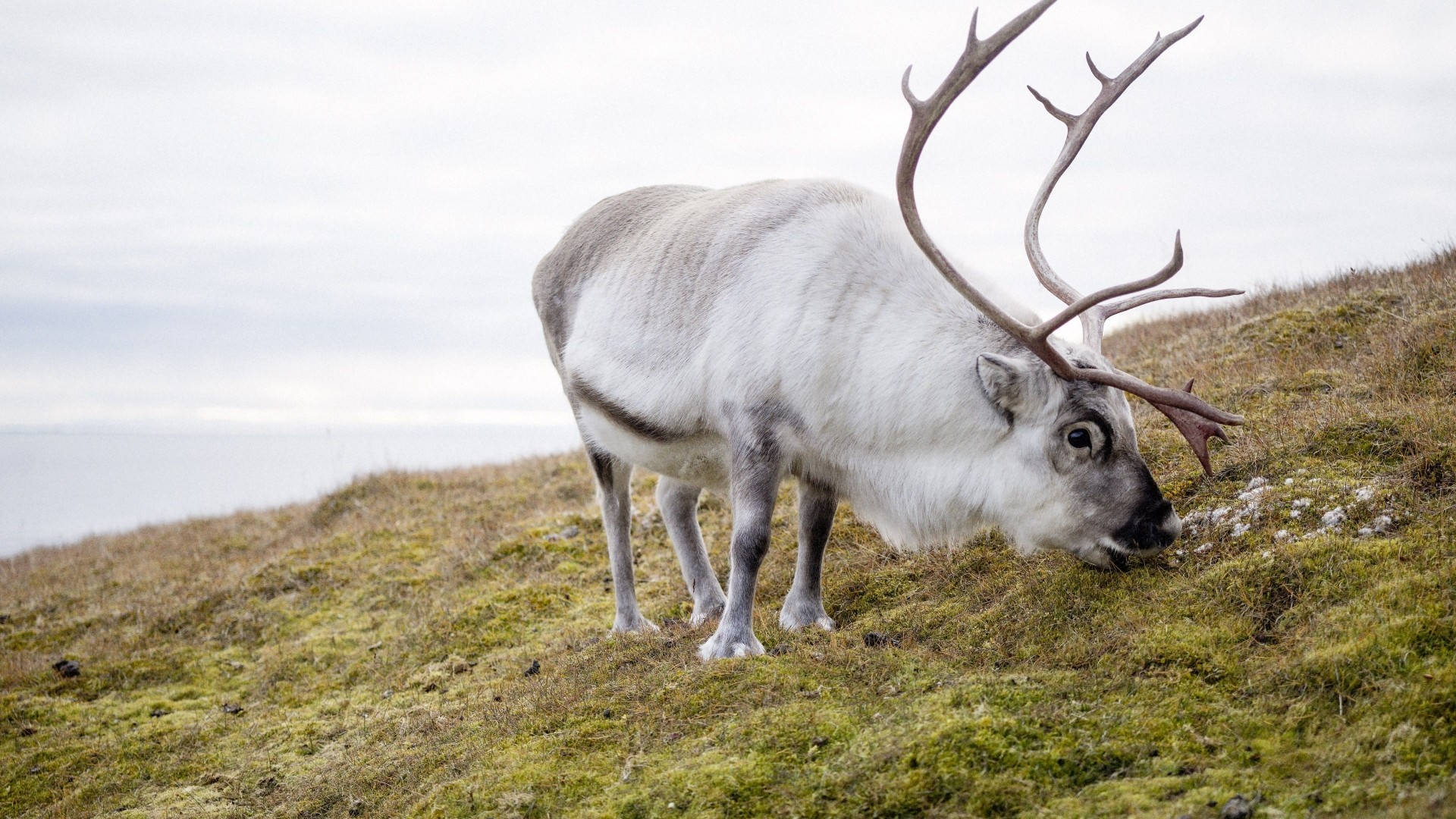 Reindeer 桌布 壁紙 — 一隻雄偉的馴鹿，長著巨大的鹿角，在陰天覆蓋著苔蘚的山坡上吃草。