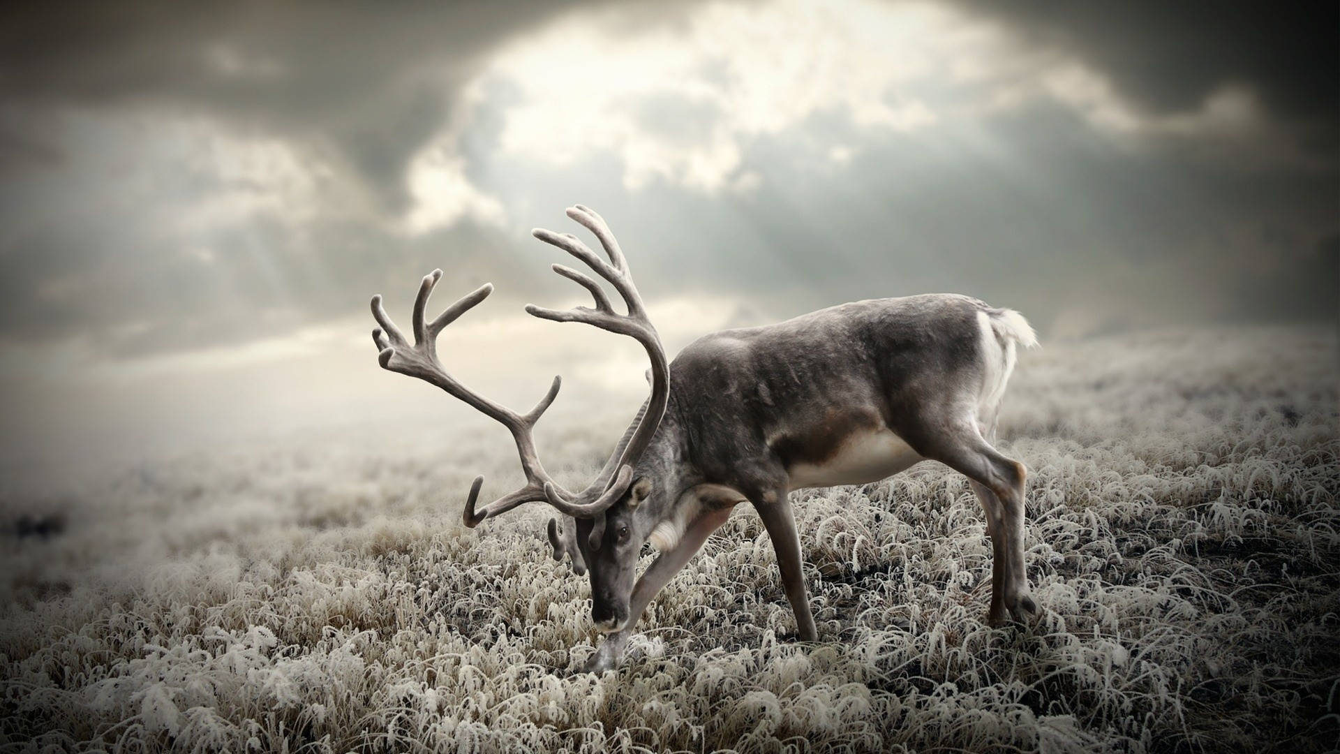 Reindeer 桌布 壁紙 — 一隻雄偉的馴鹿，長著巨大的鹿角，在霜凍的田野裡吃草，天空多雲，陽光穿透雲層，景象壯觀。