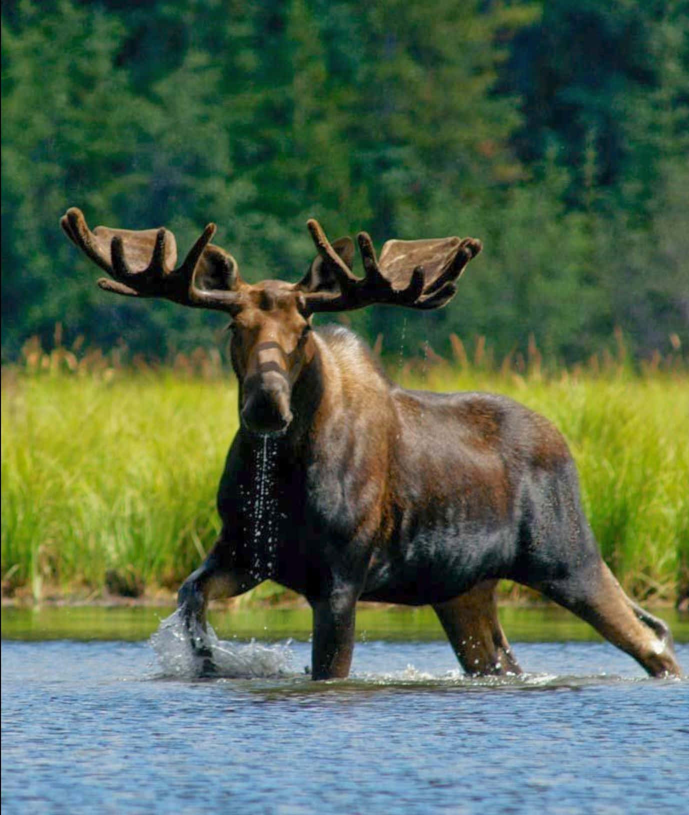 moose 桌布 壁紙 — 一隻雄偉的駝鹿，擁有巨大的鹿角，在淺水中大步前行，濺起水花，背景是茂密的綠草和森林。