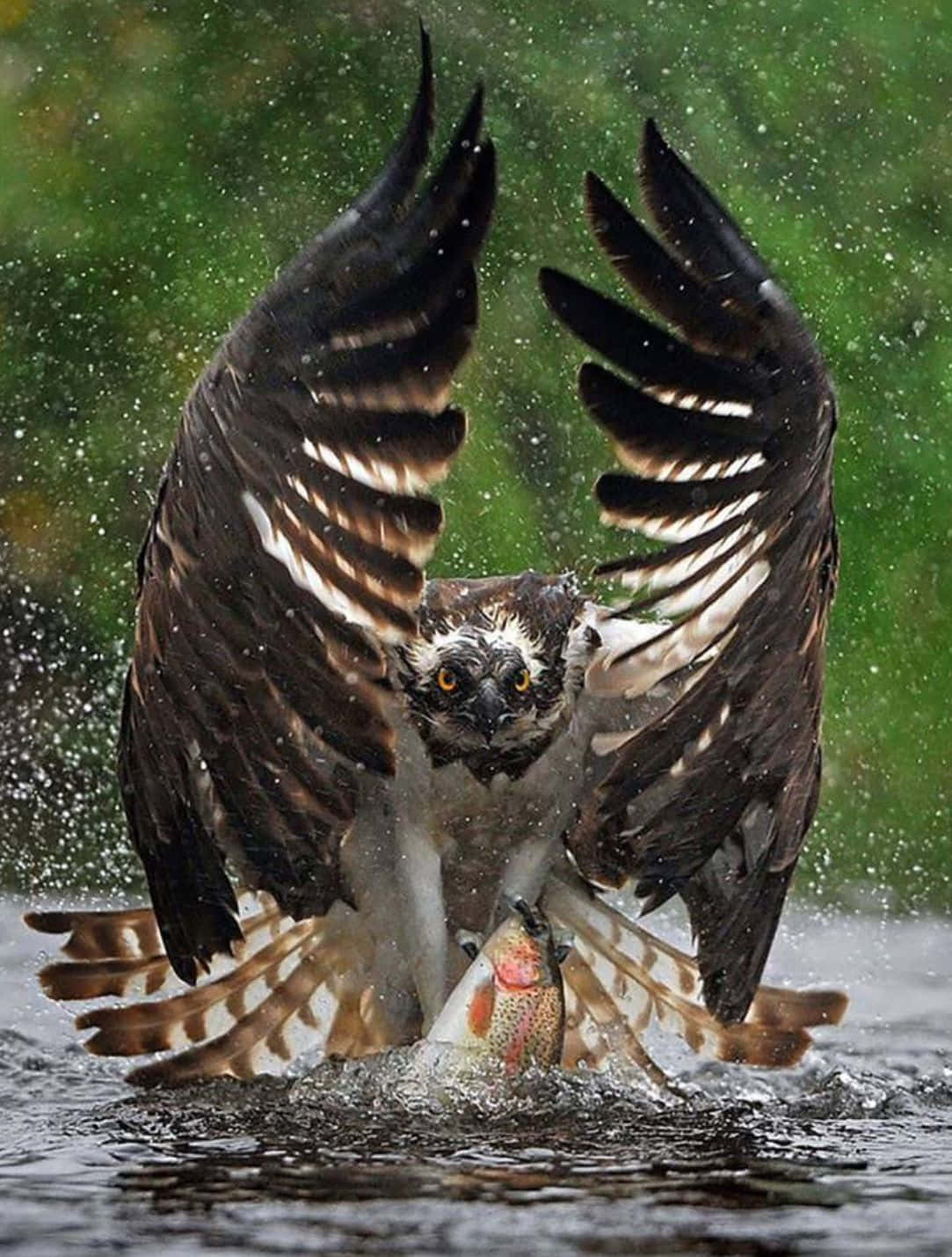 Osprey 桌布 壁紙 — 一隻雄偉的魚鷹展開翅膀，從水中躍起，緊緊抓住一條虹鱒，濺起動態的水花。